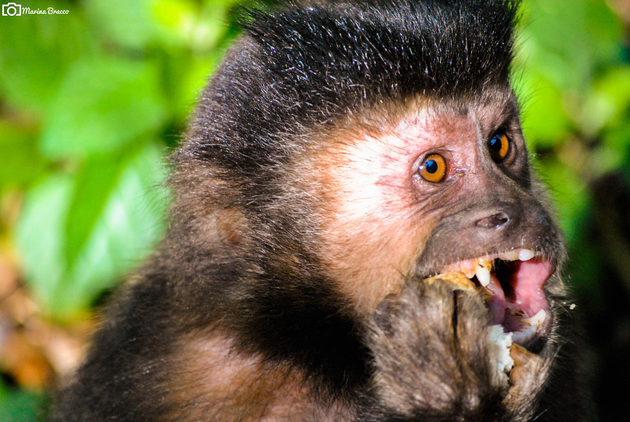 Nikon D3000 sample photo. Happy monkey photography