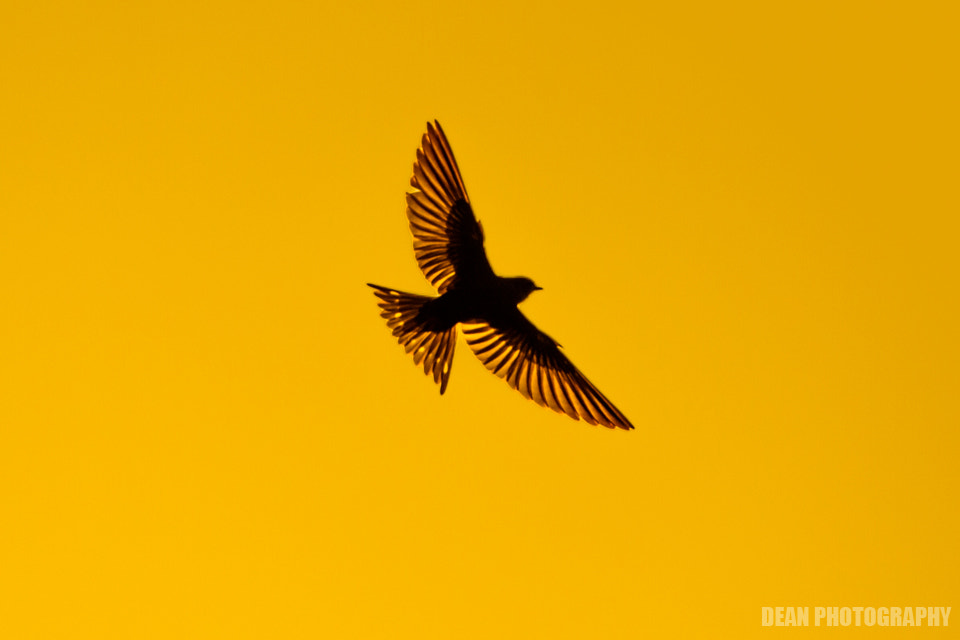 Canon EOS-1D Mark IV sample photo. Flying photography