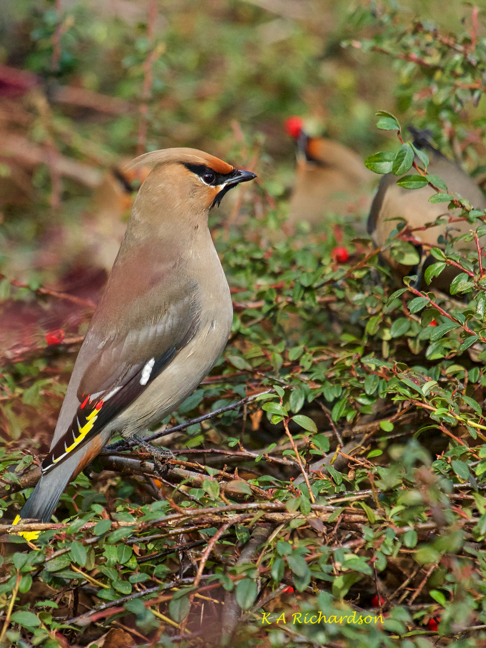 Canon EF 100-400mm F4.5-5.6L IS USM sample photo. Fill up before migration -2 photography