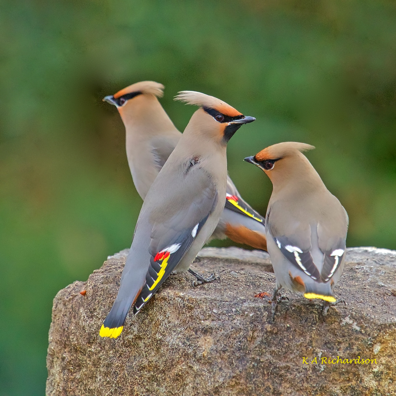 Canon EF 100-400mm F4.5-5.6L IS USM sample photo. Bohemian blather photography