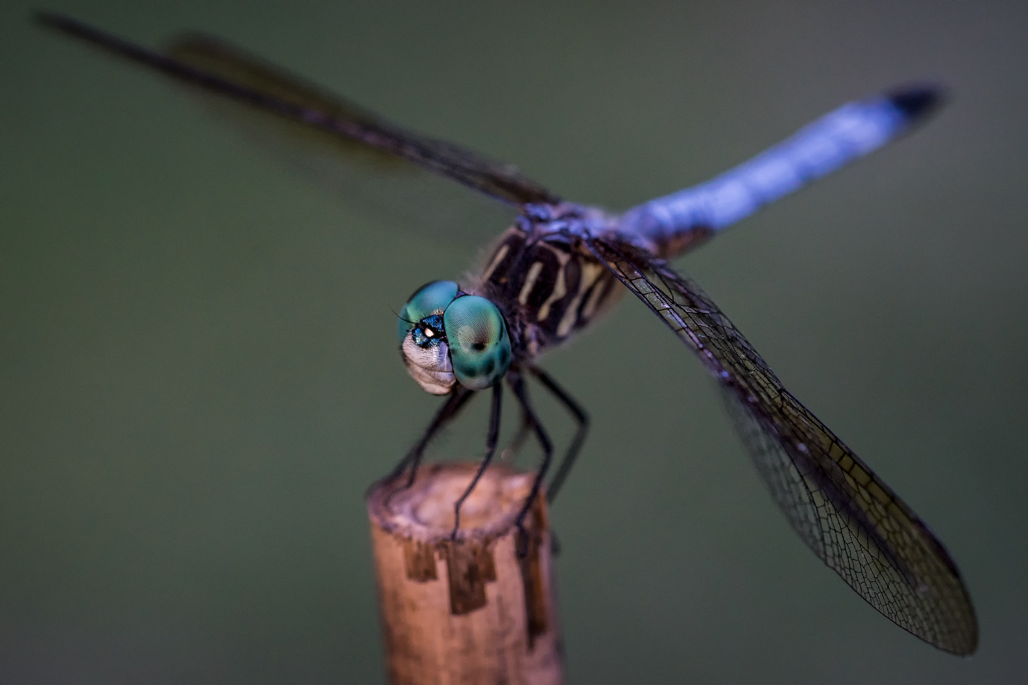 Sony a6300 + Sony FE 90mm F2.8 Macro G OSS sample photo. Dragonfly landing photography