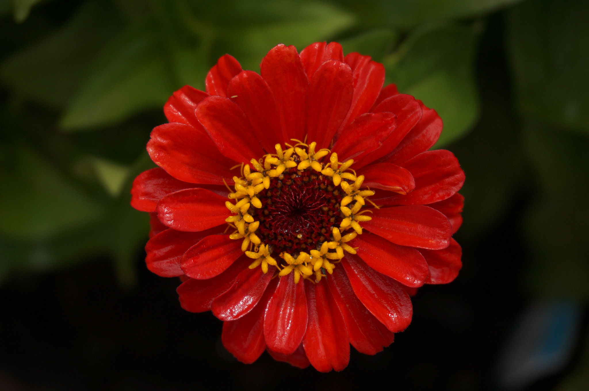 Sony Alpha NEX-3N + Sony E 18-50mm F4-5.6 sample photo. Blooming deep orange photography