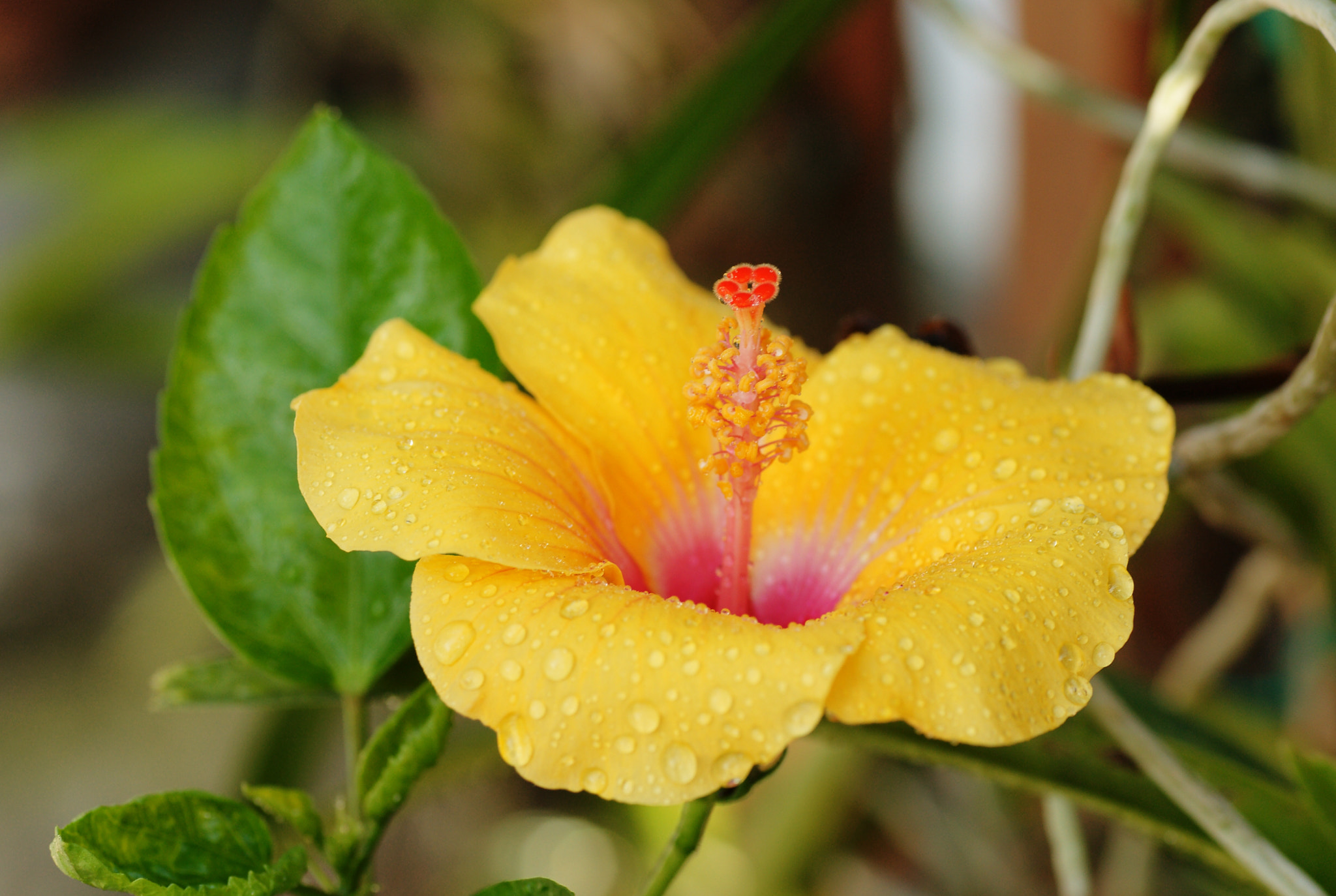 Sony Alpha DSLR-A850 + Tamron SP AF 90mm F2.8 Di Macro sample photo. Yellow hibiscus photography