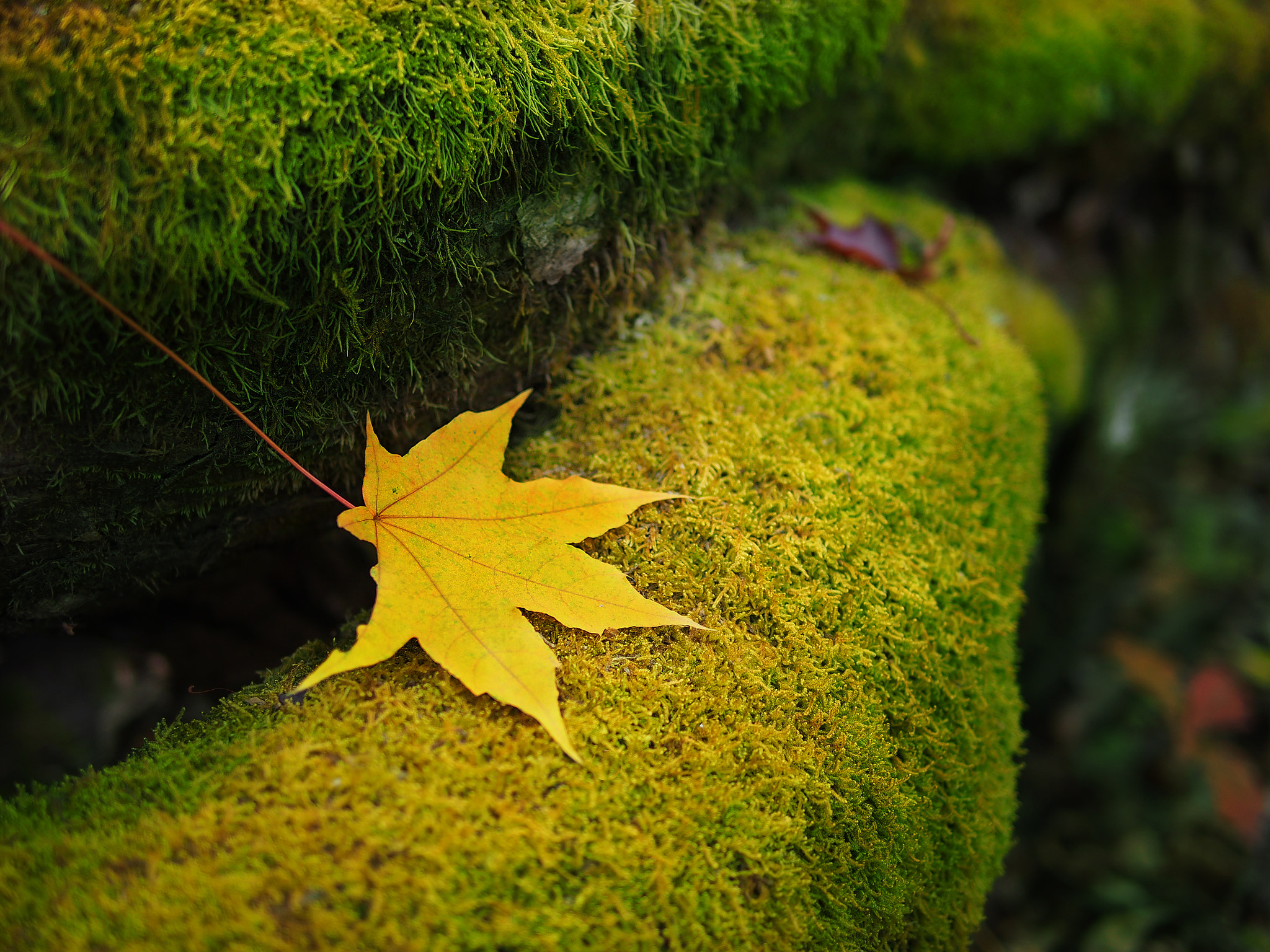 Olympus PEN E-PL5 + Panasonic Leica DG Summilux 25mm F1.4 II ASPH sample photo. Neverautumn秋天不要来 photography