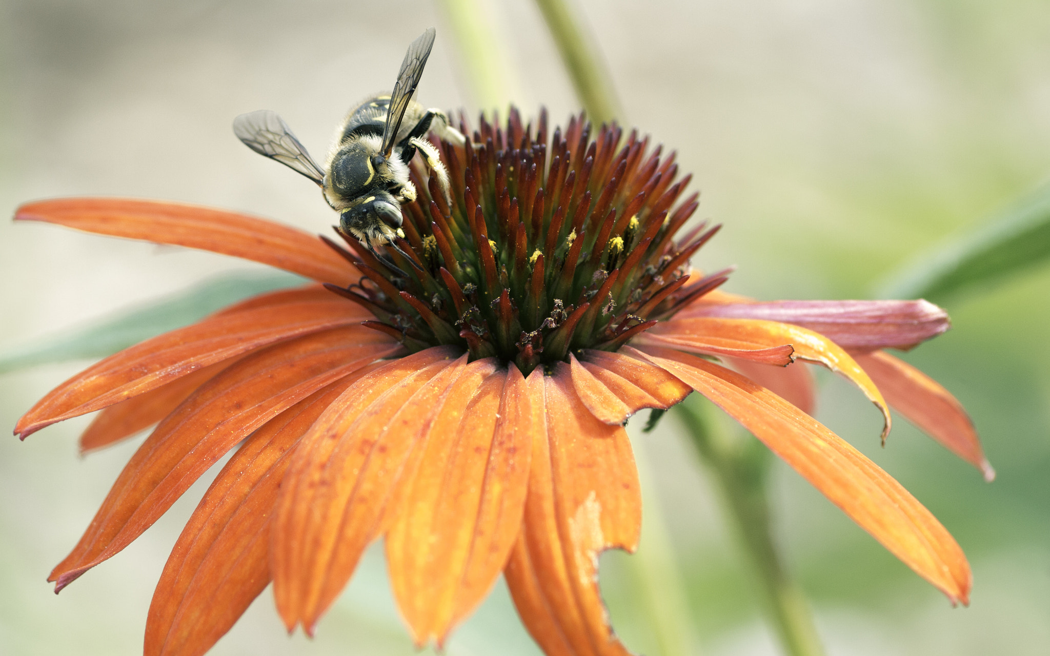 Canon EOS 70D + Tamron SP AF 90mm F2.8 Di Macro sample photo. Hungry for (soon to be) honey photography