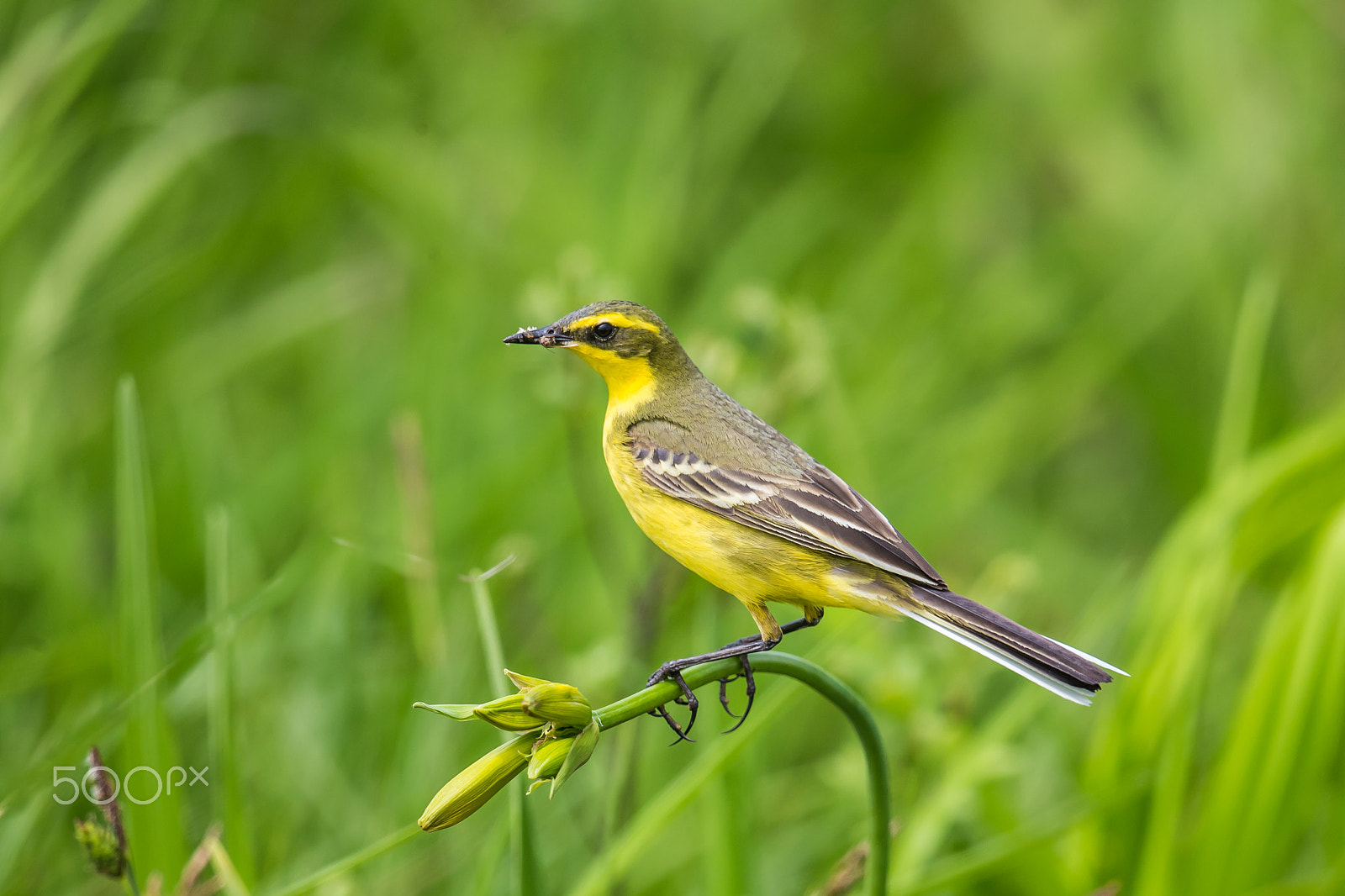Canon EF 500mm F4L IS II USM sample photo. Waiting for feeding photography