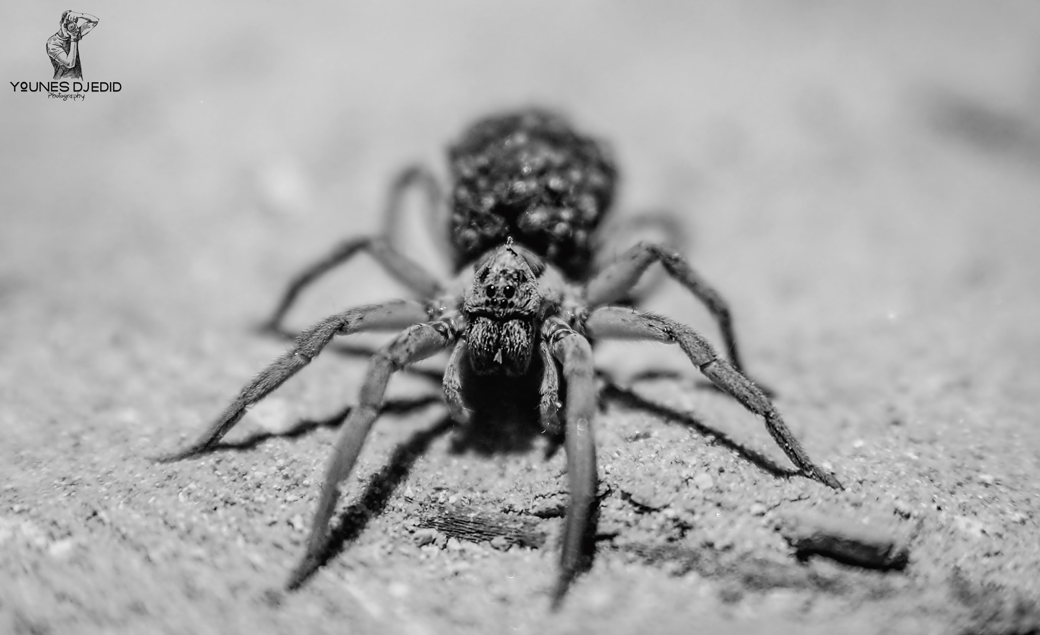 Canon EOS 60D + Sigma 18-50mm f/2.8 Macro sample photo. Younes djedid4 photography