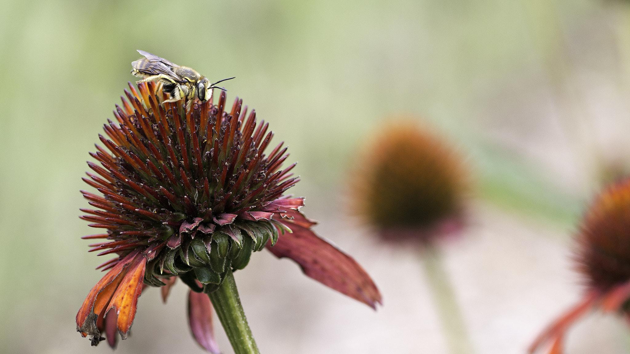 Canon EOS 70D + Tamron SP AF 90mm F2.8 Di Macro sample photo. Ready for takeoff photography