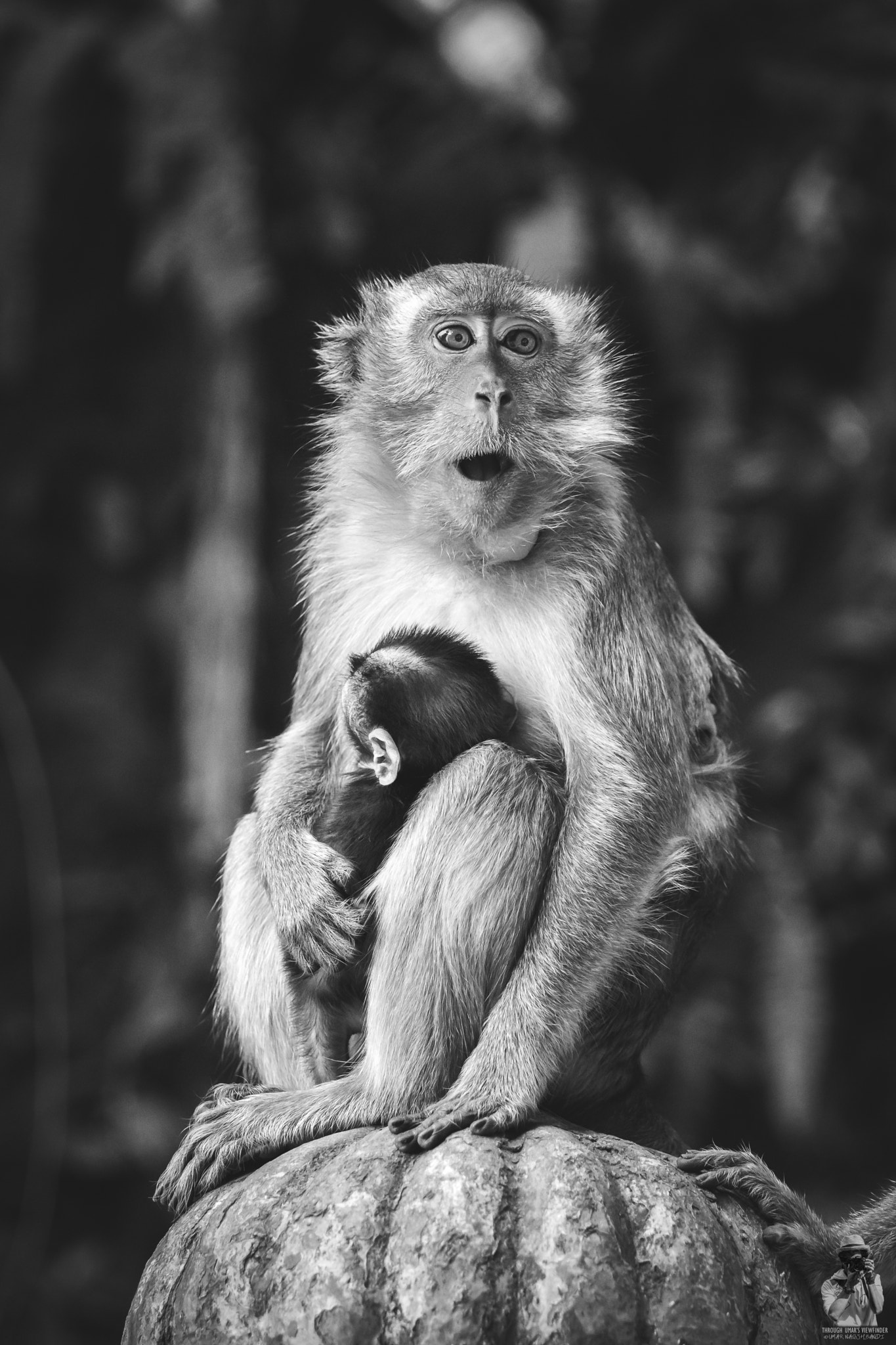 Canon EOS 80D + Canon EF 70-200mm F4L IS USM sample photo. Mama monkey & her kid photography