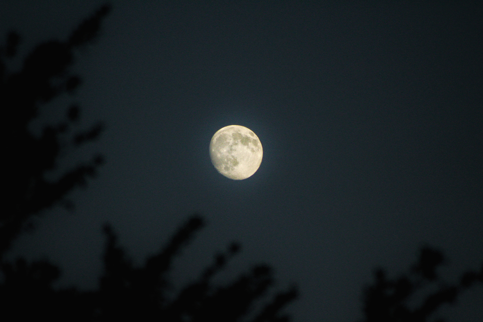 Canon EF75-300mm f/4-5.6 sample photo. The moon, just above the trees. photography