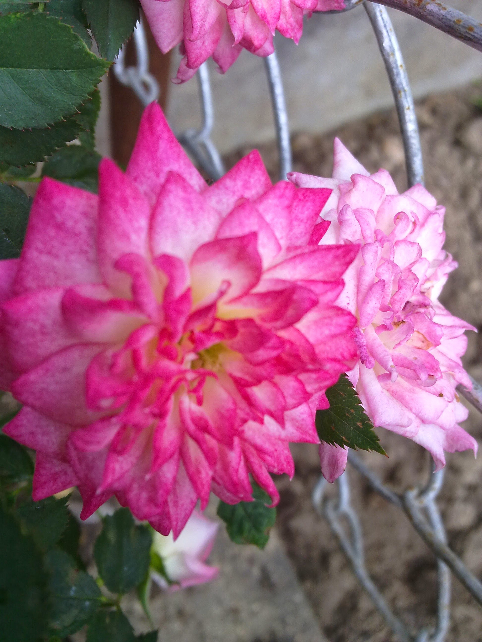 Nokia C6-00 sample photo