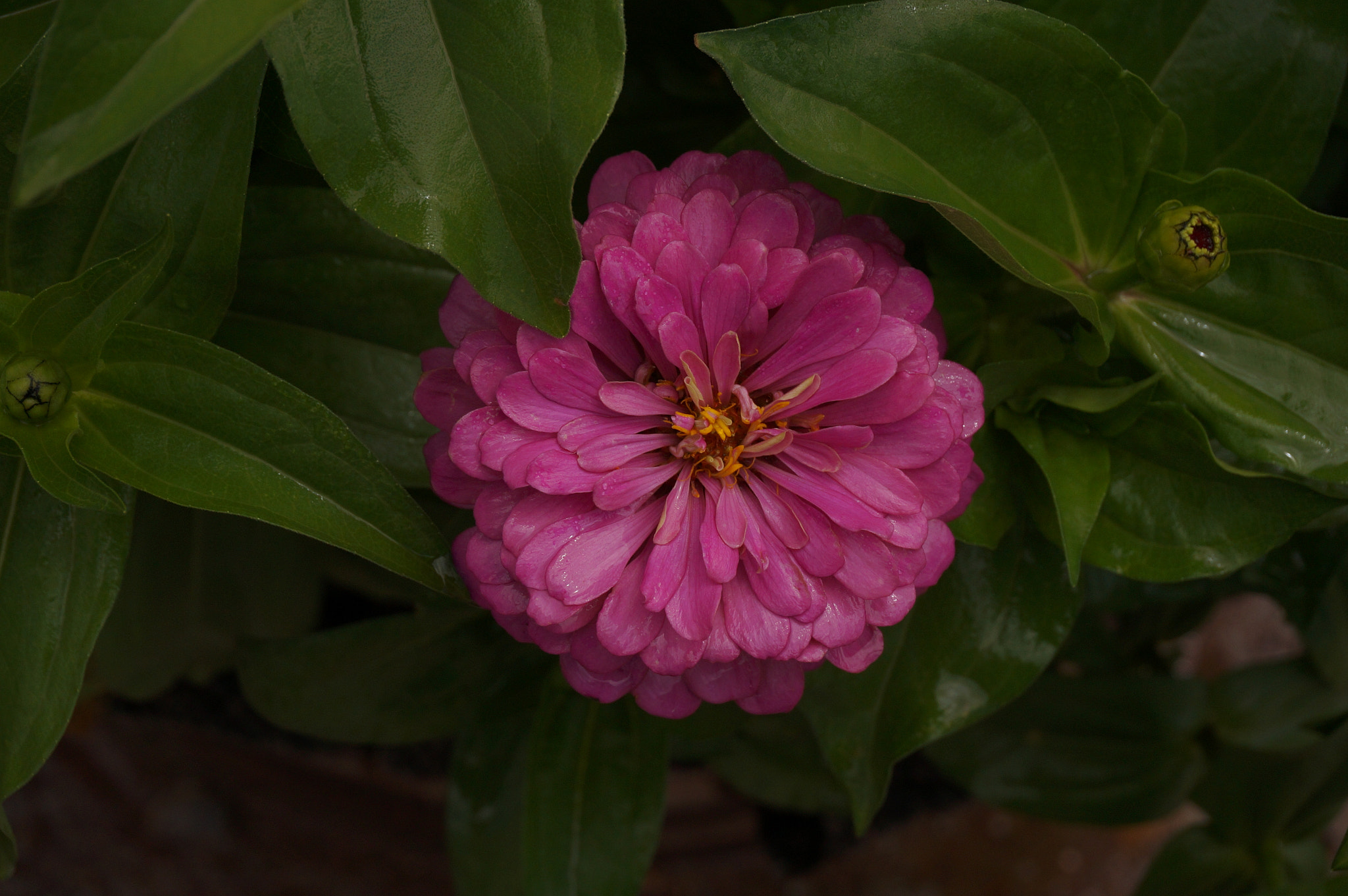 Sony Alpha NEX-3N sample photo. Bloomplosion photography