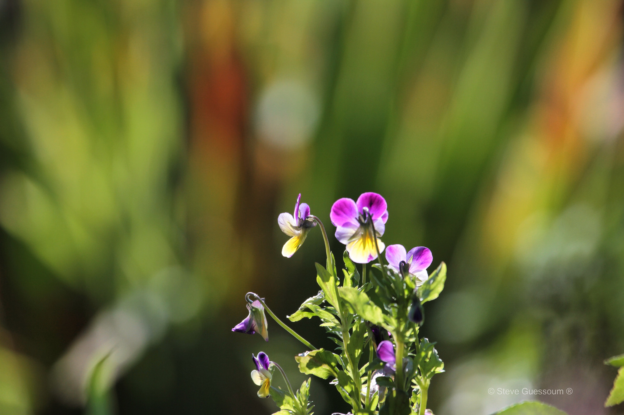 Canon EF 100-400mm F4.5-5.6L IS USM sample photo