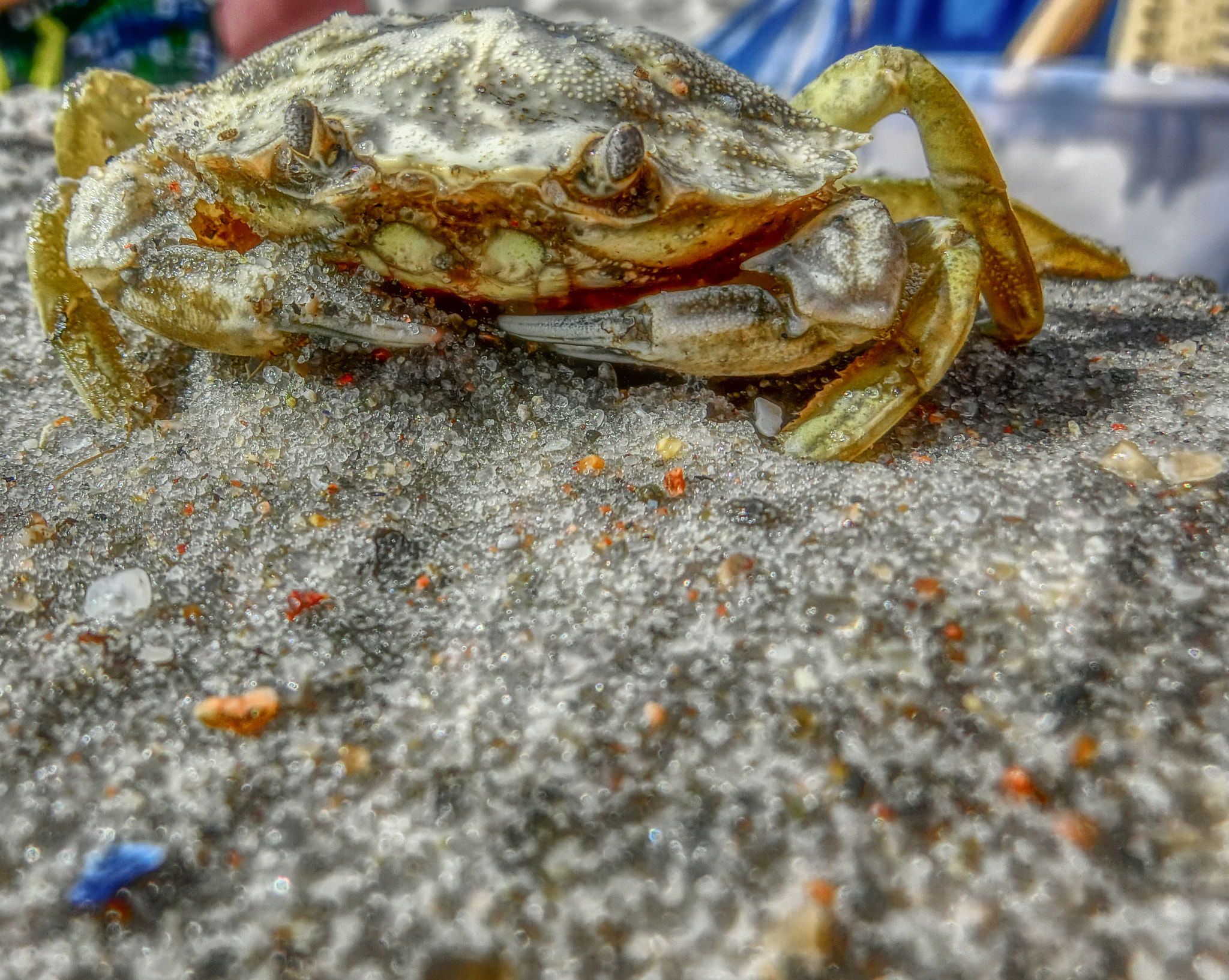 CASIO EX-ZR500 sample photo. Mr. crabs photography