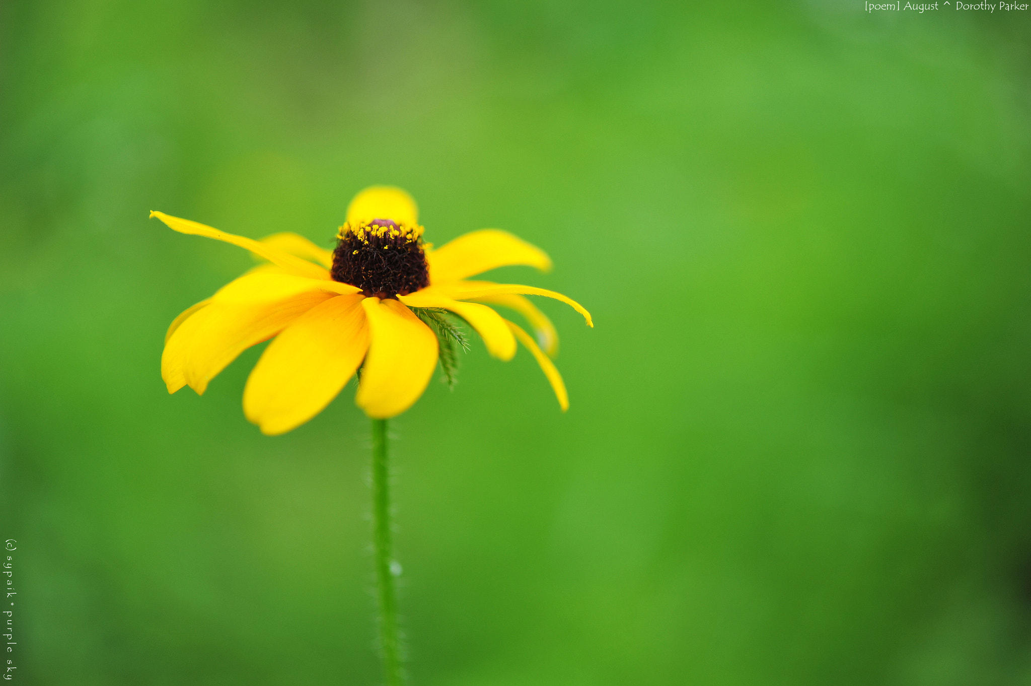 Nikon AF-S Micro-Nikkor 60mm F2.8G ED sample photo. August iii photography