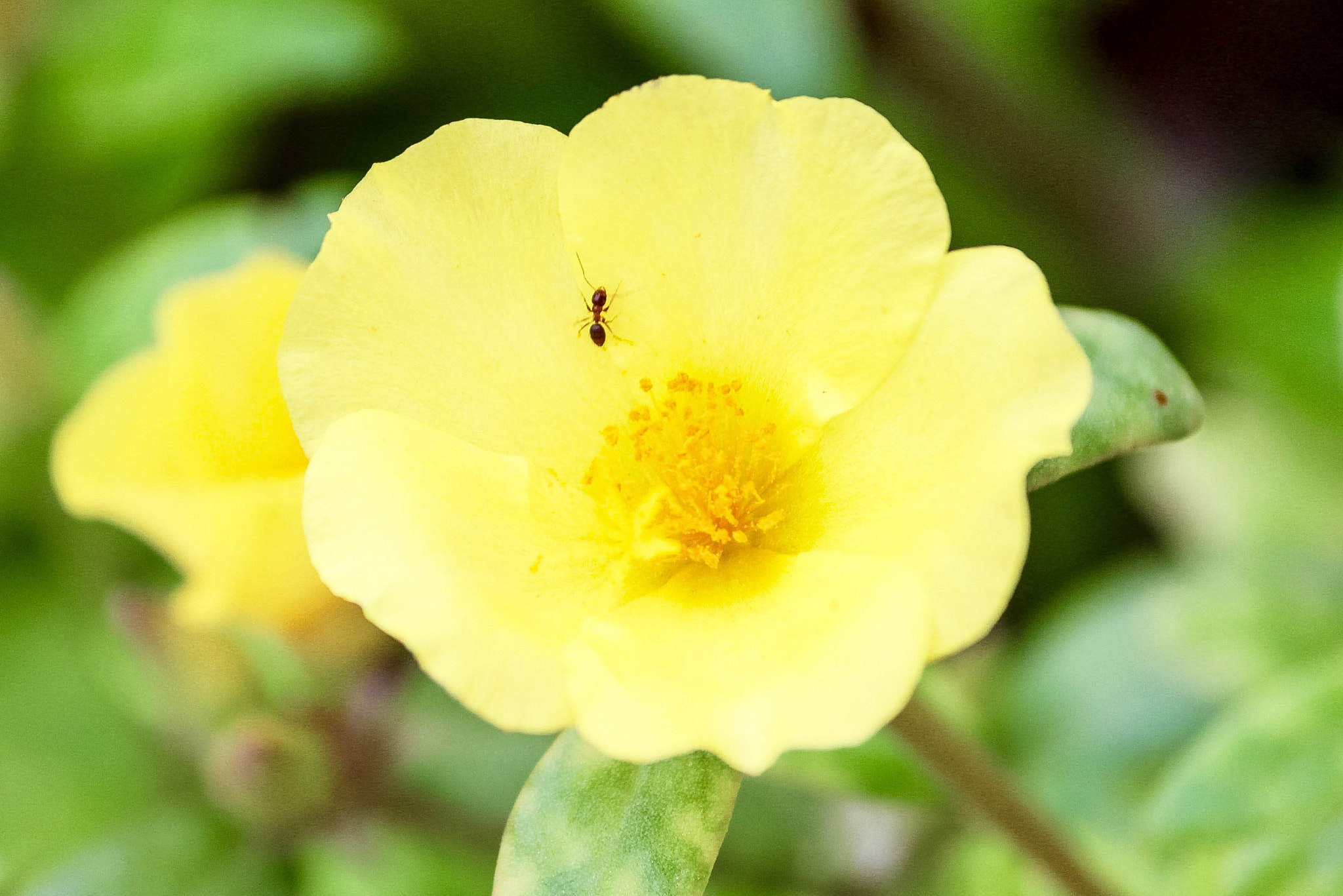 Canon EF-S 55-250mm F4-5.6 IS II sample photo. Nature's love photography