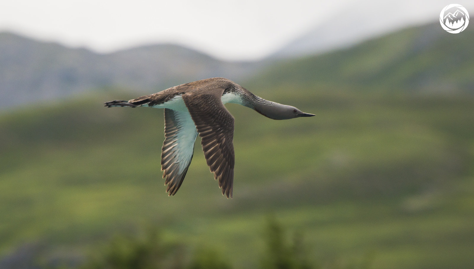 Nikon Nikkor AF-S 300mm F4E PF ED VR sample photo. Red-throated loon photography