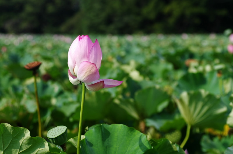 Pentax K-5 sample photo. Toward the end of summer photography