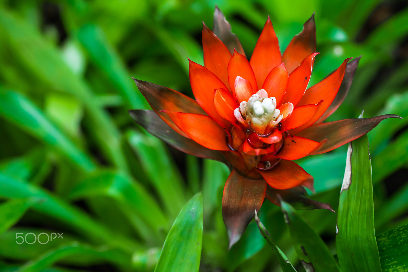 Nikon D7100 + Sigma 50mm F2.8 EX DG Macro sample photo. Pineapple red flowers in the garden photography