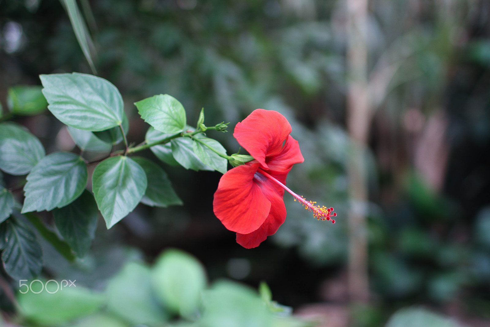 Canon EOS 7D + Canon EF 35mm F1.4L USM sample photo. Red photography