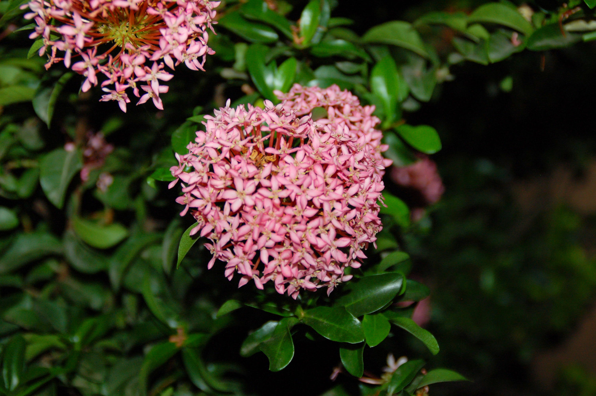 Nikon D50 sample photo. Heart photography