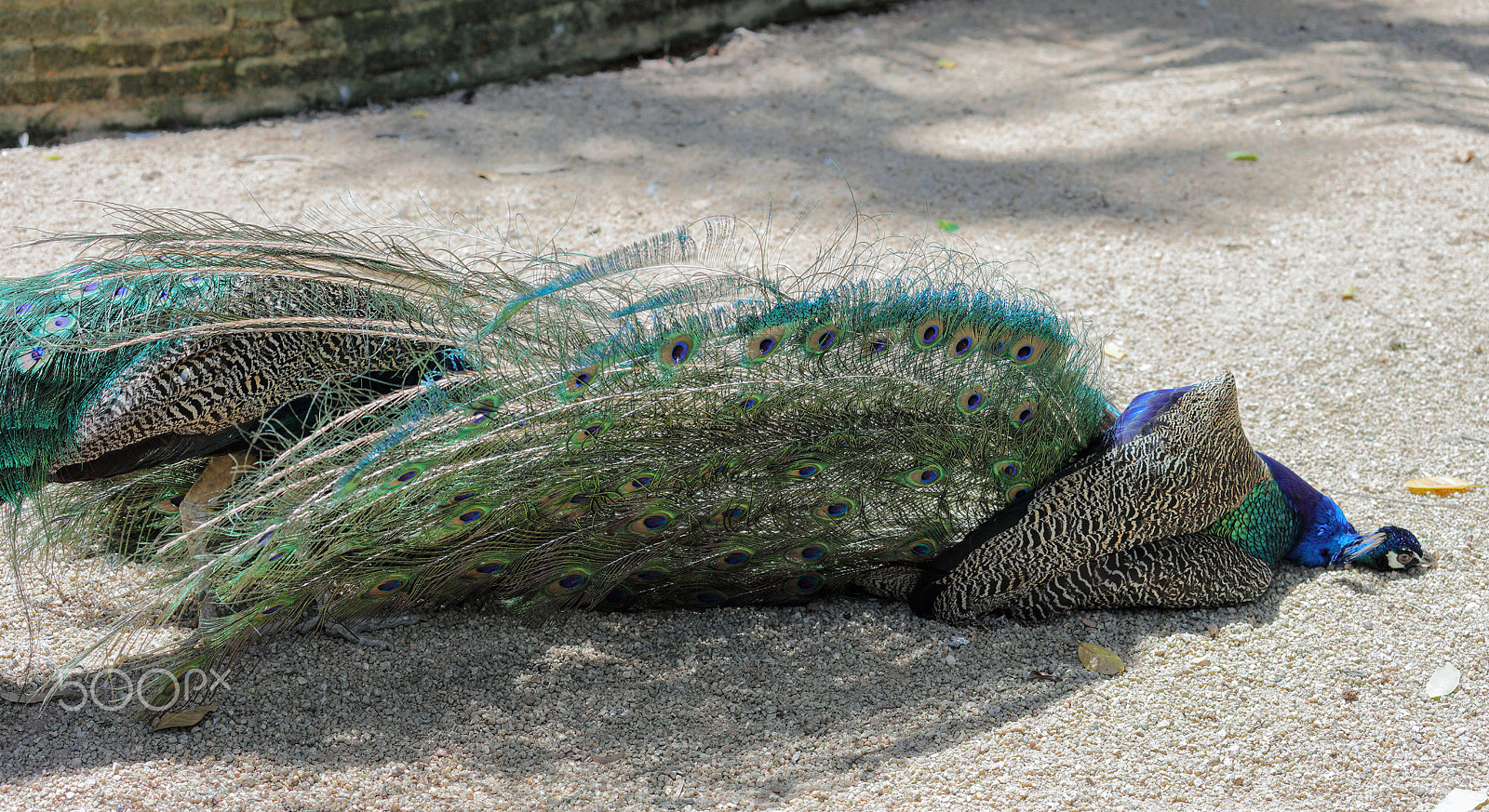 Canon EOS 5DS + Canon EF 70-300mm F4-5.6L IS USM sample photo. Two peacocks in scratch each other photography