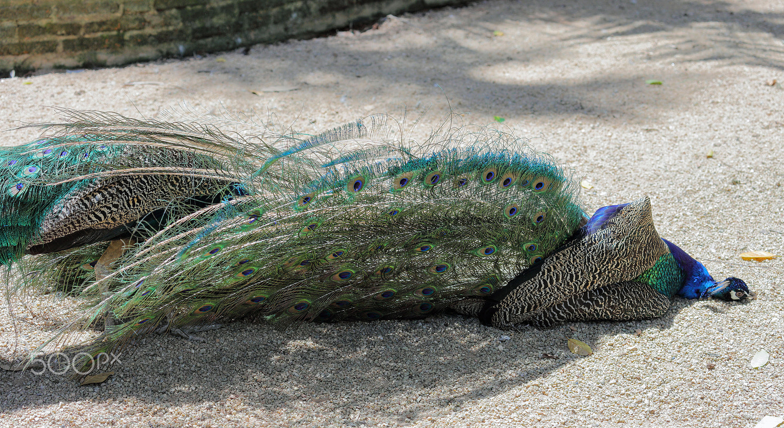 Canon EF 70-300mm F4-5.6L IS USM sample photo. Two peacocks in scratch each other photography