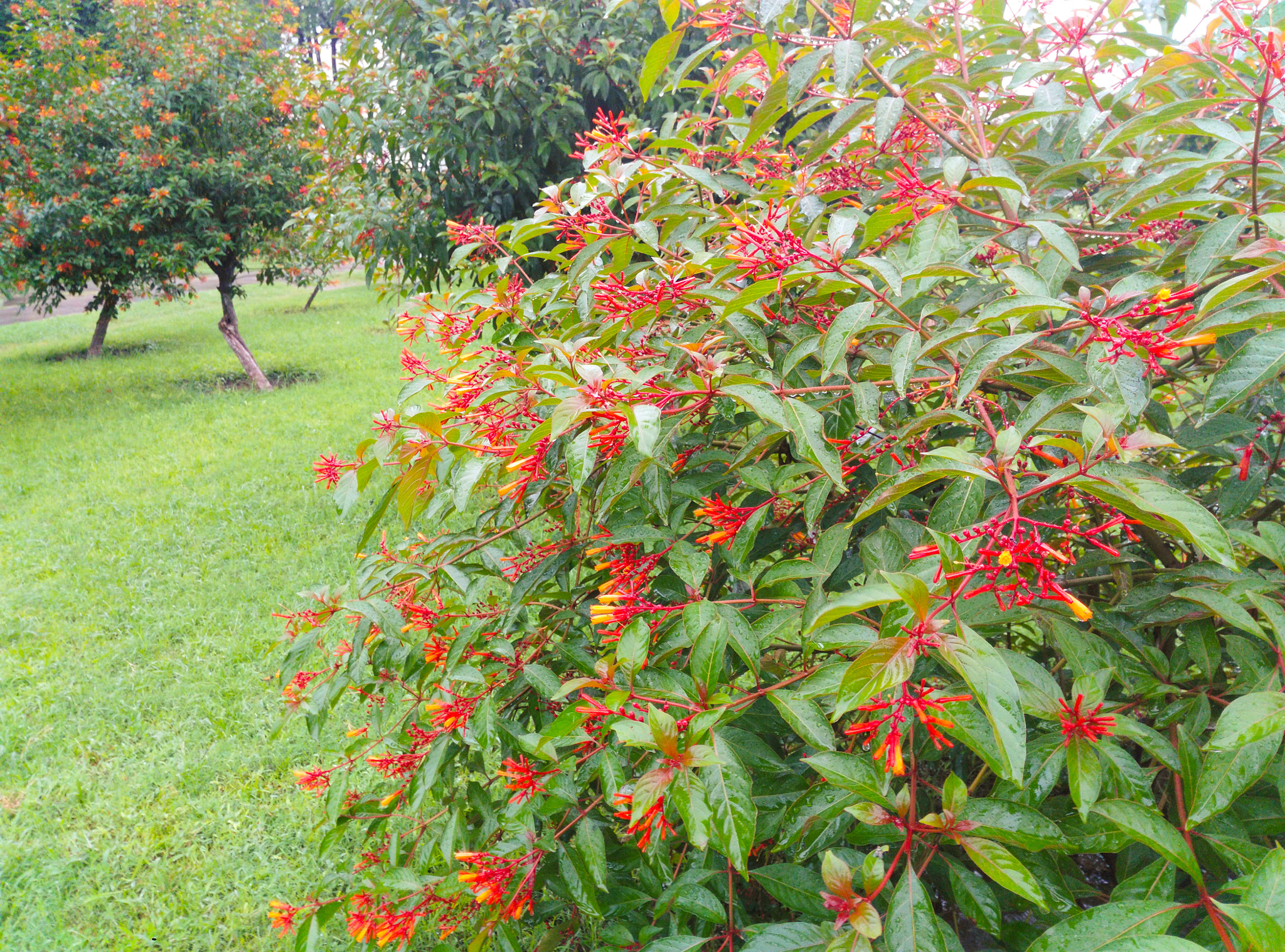 HUAWEI Che1-L04 sample photo. A flower tree during rain photography