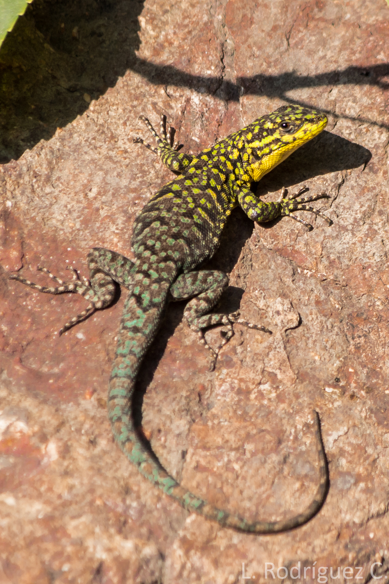 smc PENTAX-DA L 55-300mm F4-5.8 ED sample photo. Thin tree lizard - lagartija esbelta photography