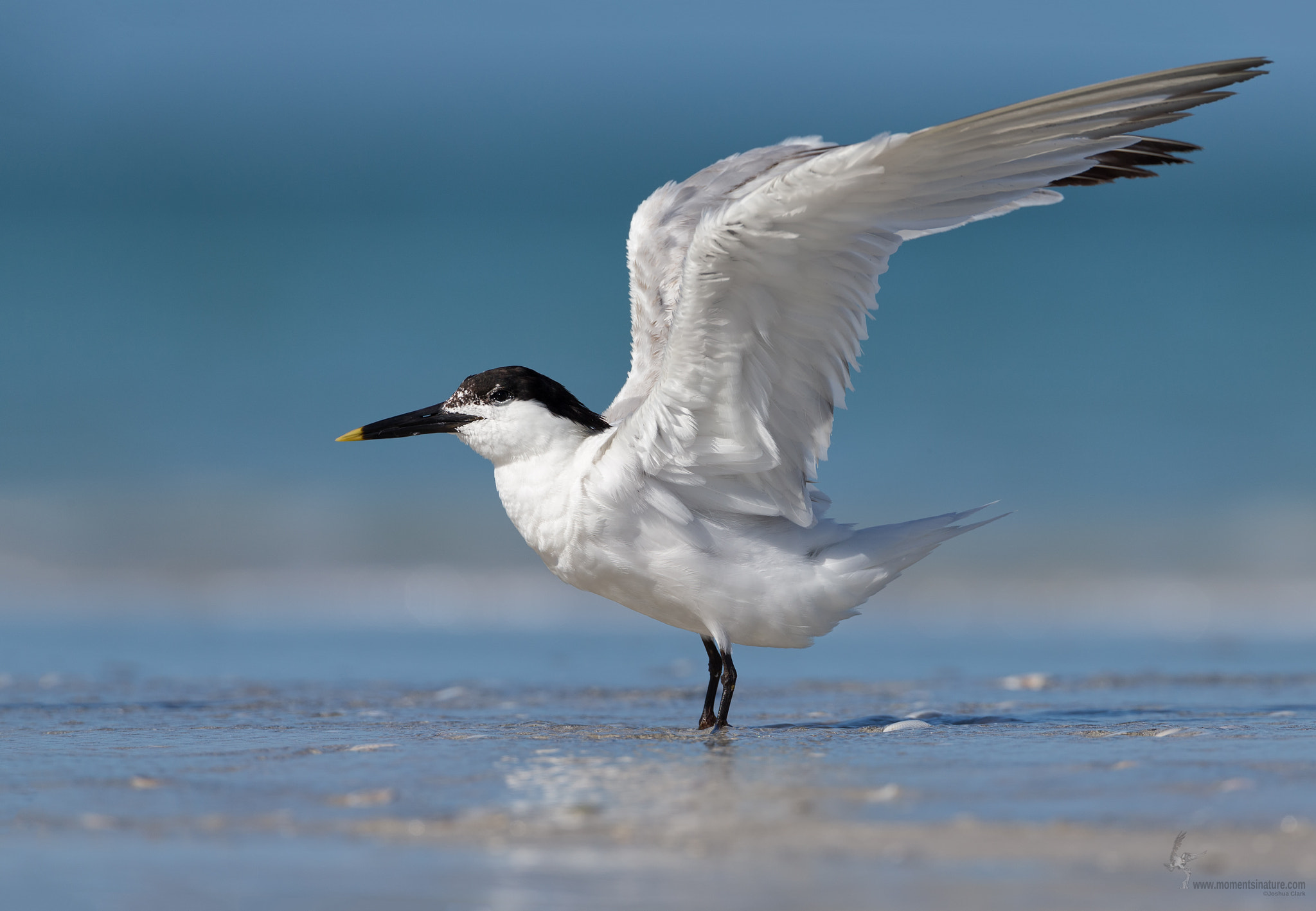 Canon EF 500mm F4L IS USM sample photo. Sandwich tern photography
