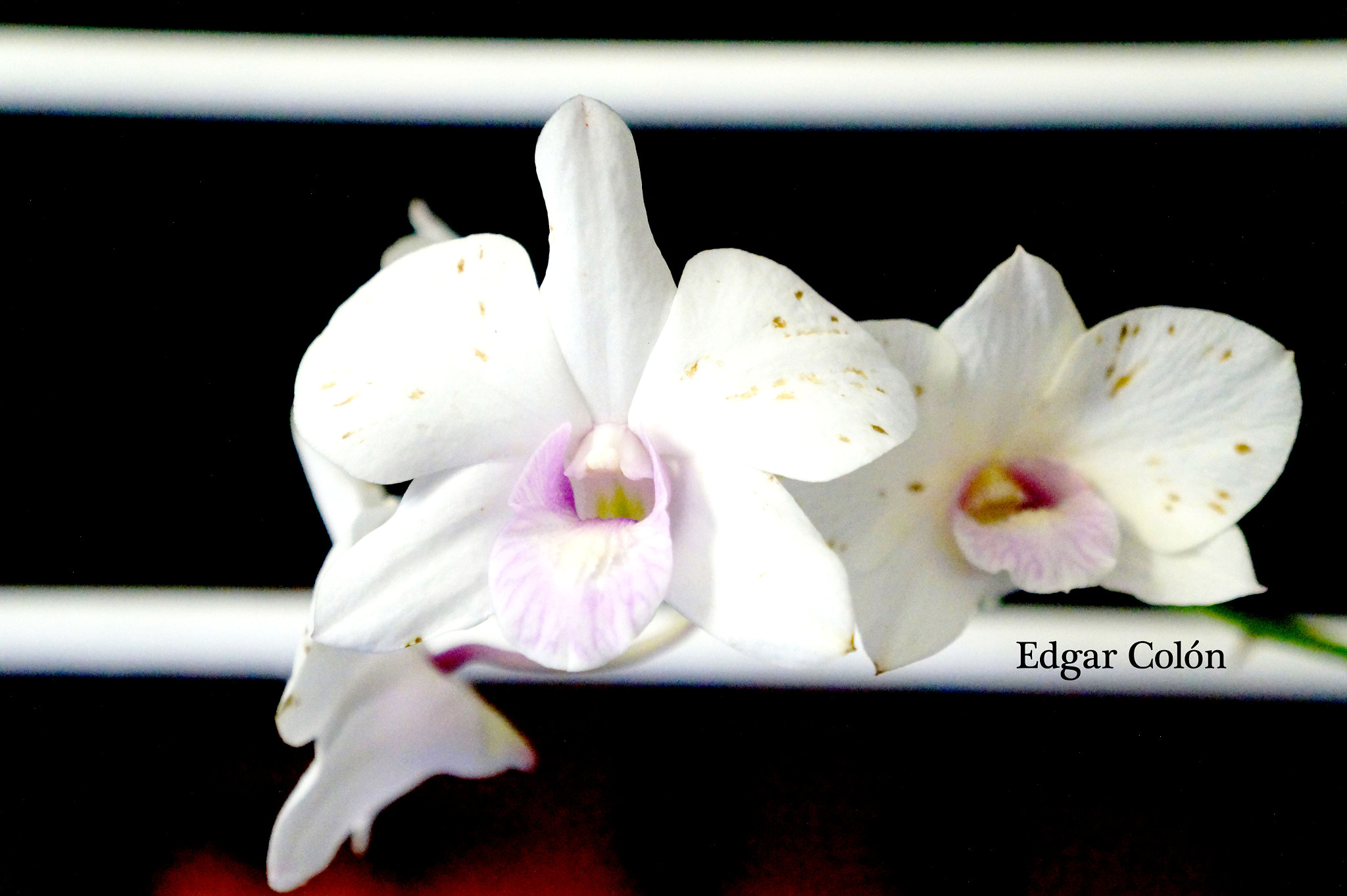 Tamron 18-200mm F3.5-6.3 Di III VC sample photo. Blnca orquidea photography