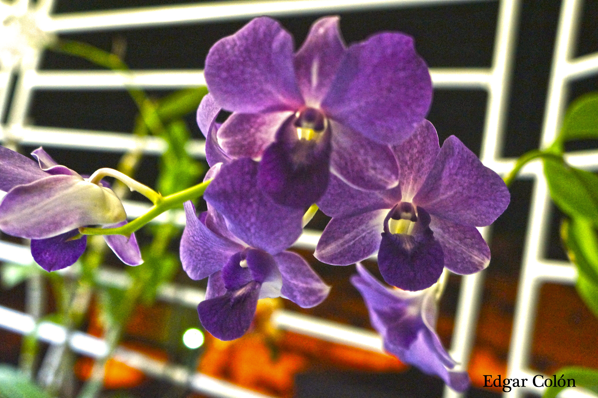 Tamron 18-200mm F3.5-6.3 Di III VC sample photo. Orquidea morada photography