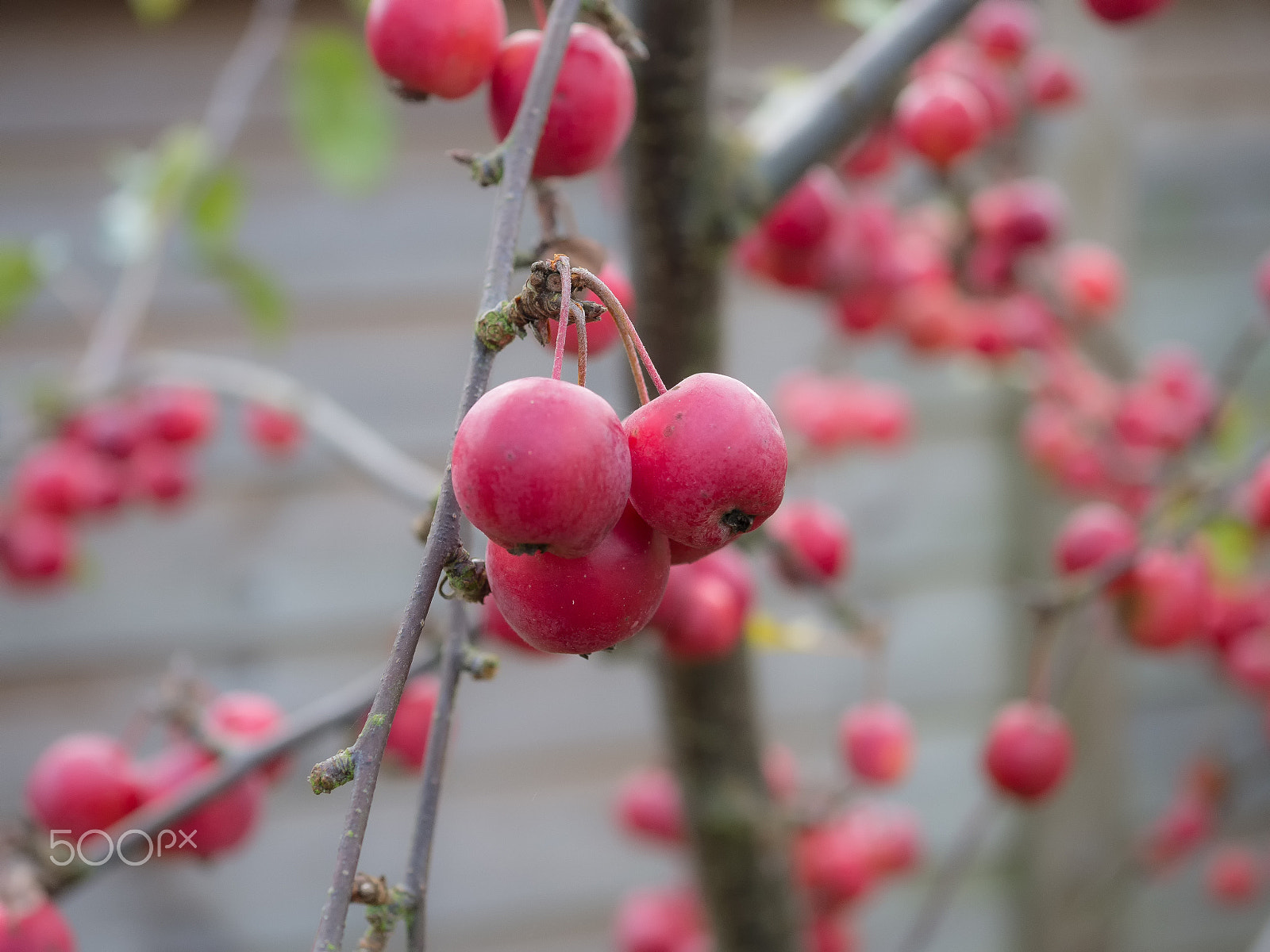 Panasonic Lumix DMC-GH3 + Panasonic Lumix G Macro 30mm F2.8 ASPH Mega OIS sample photo. Malus 'gorgeus' photography