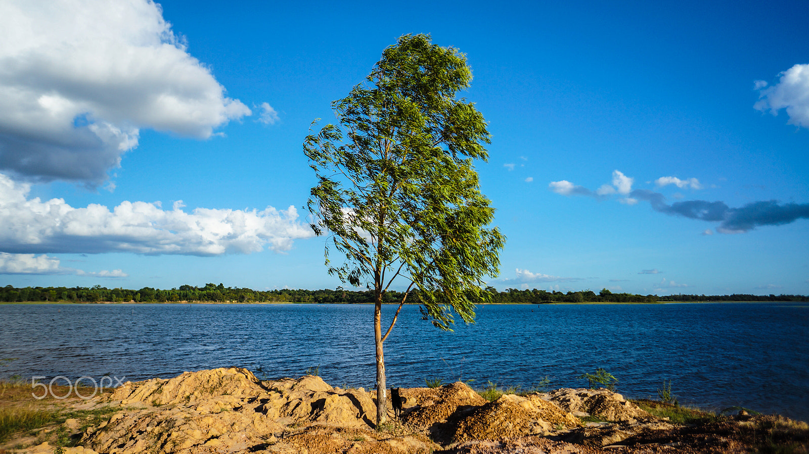 Sony Alpha NEX-5N + Sony E 16mm F2.8 sample photo. The tree photography