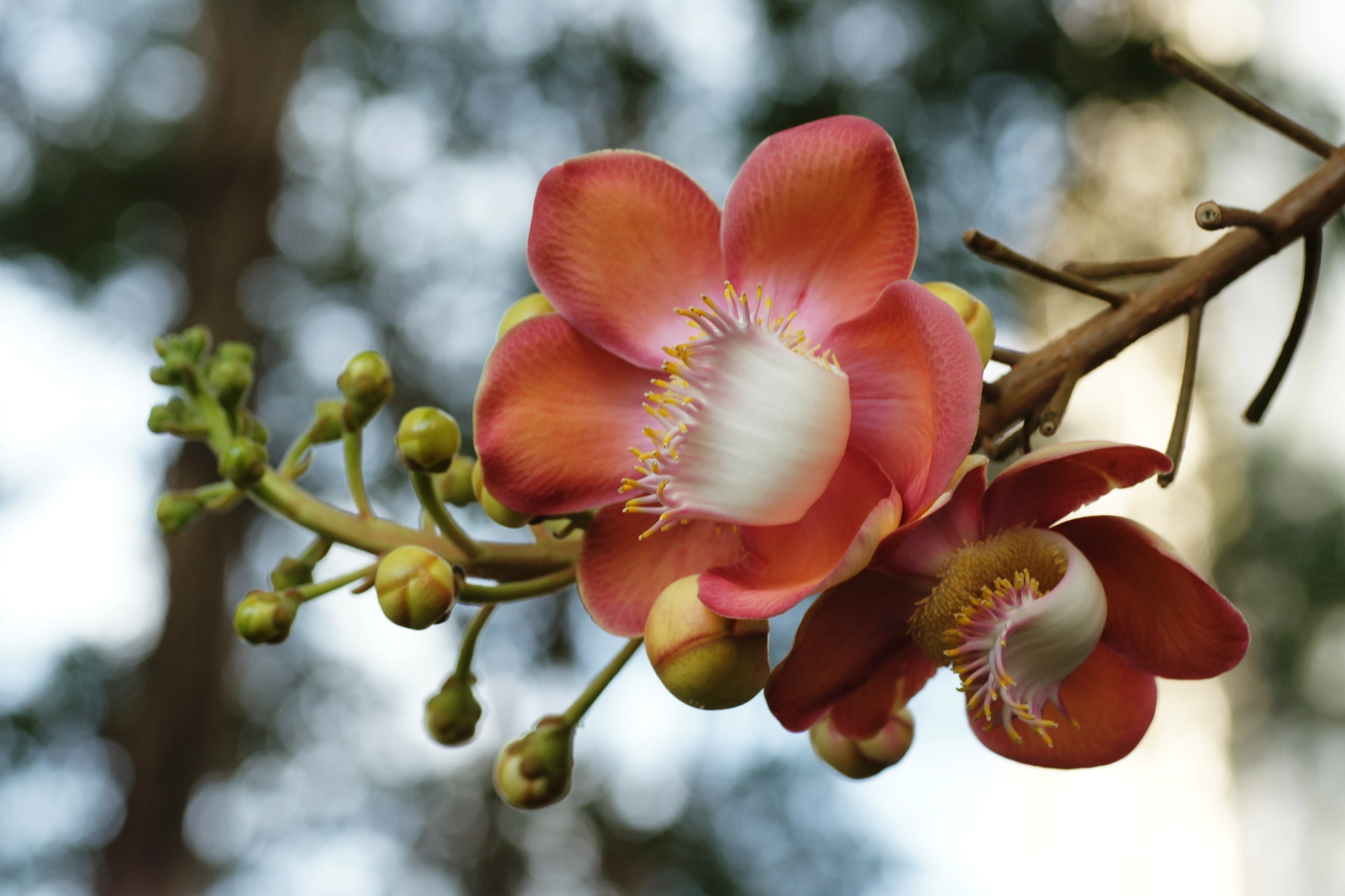 Sony Alpha DSLR-A850 + Tamron SP AF 90mm F2.8 Di Macro sample photo. Flower of the cannonball tree photography