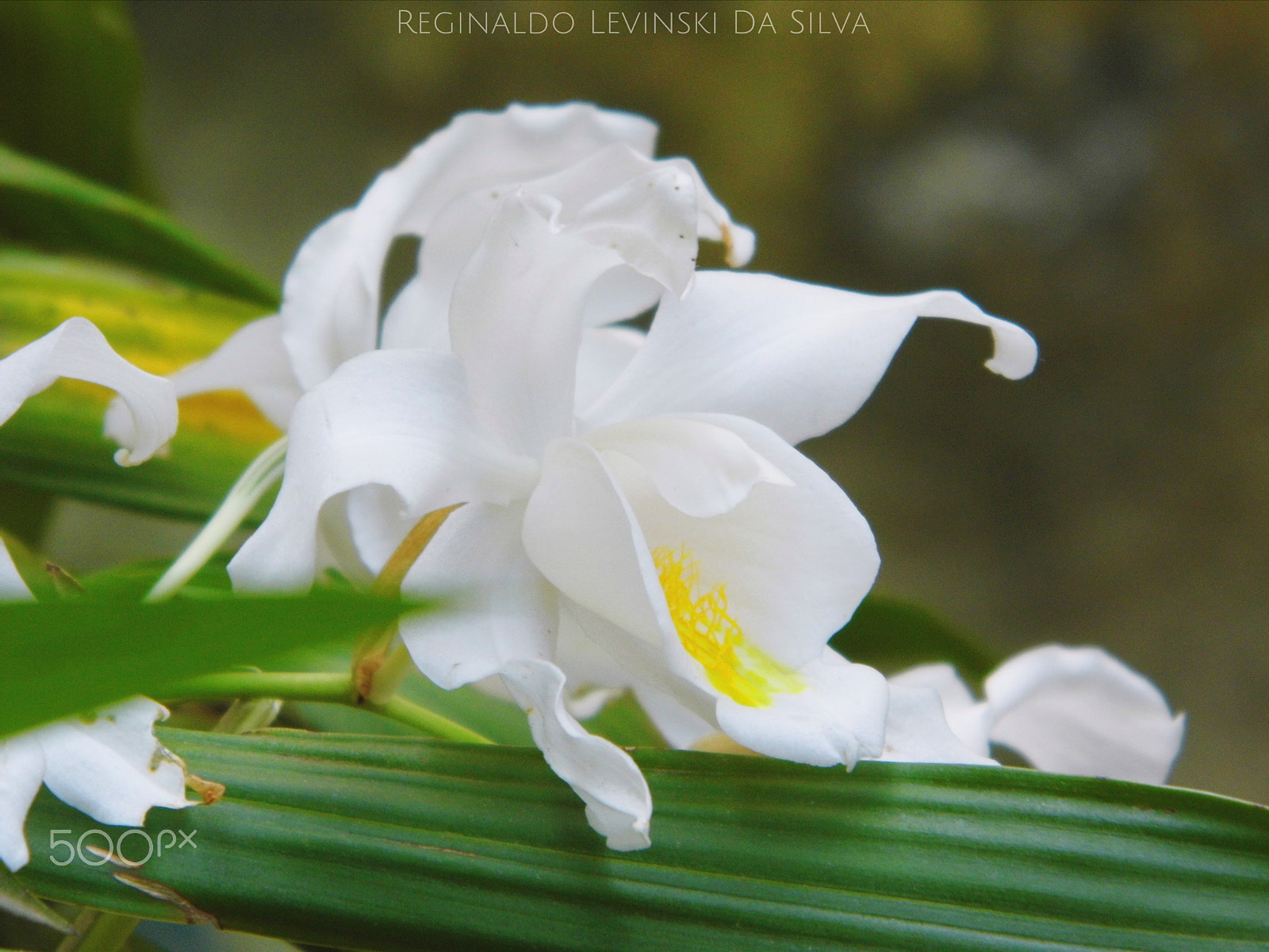 Panasonic Lumix DMC-LZ20 sample photo. Coelogyne – coelogyne cristata photography