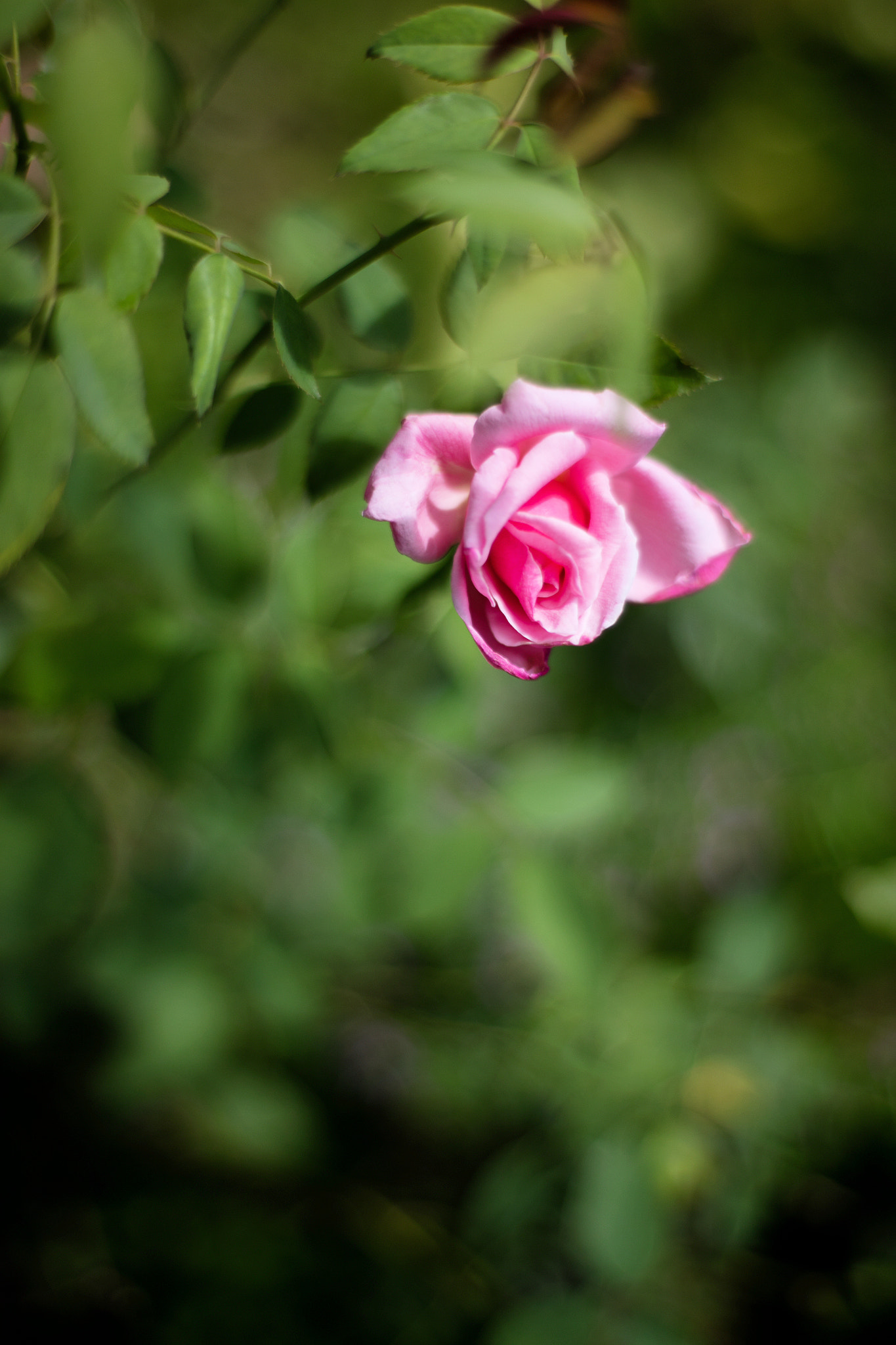 ZEISS Planar T* 50mm F1.4 sample photo. Rose photography