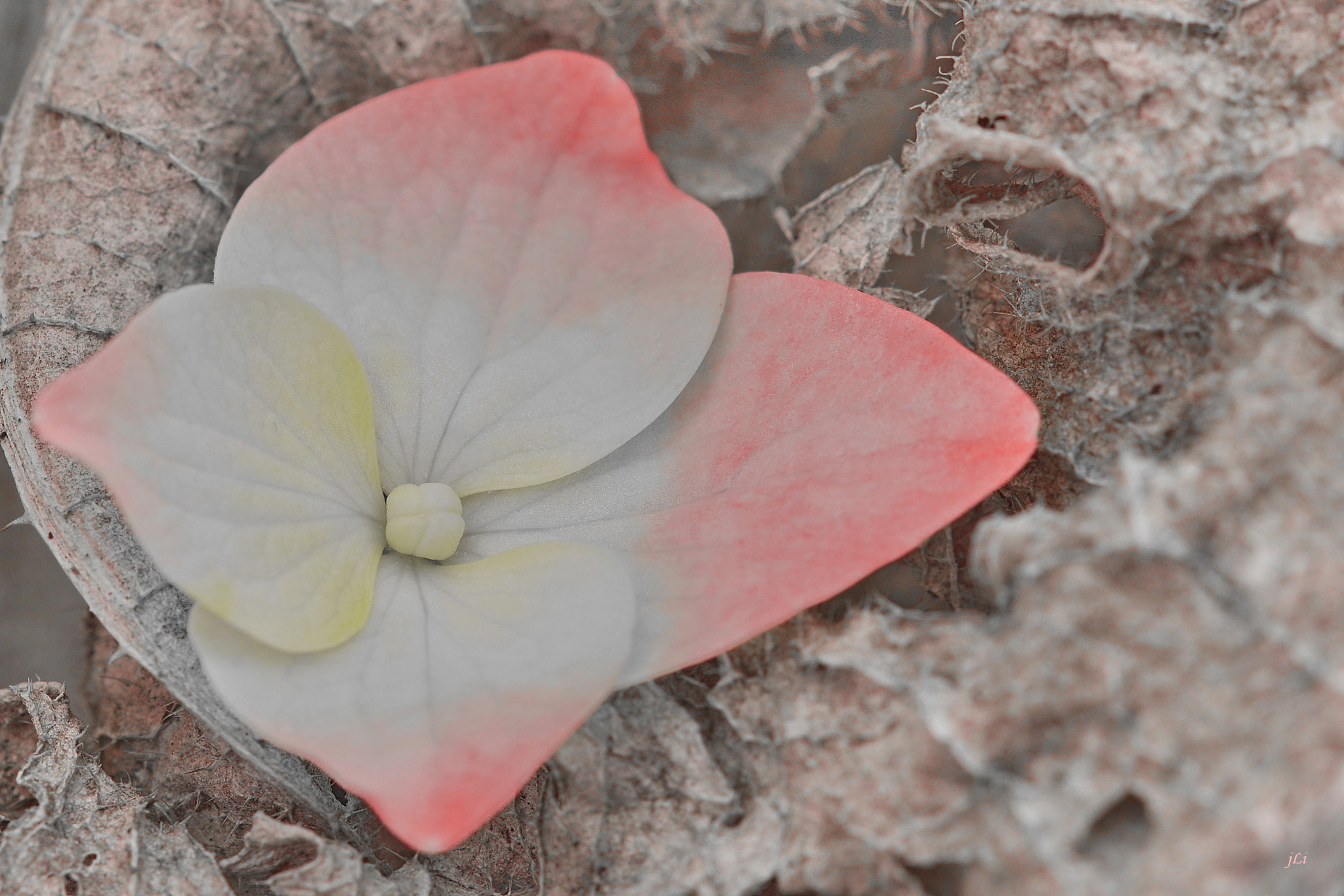 Pentax K-3 + Tamron SP AF 90mm F2.8 Di Macro sample photo. The poetry of nature x ;) photography