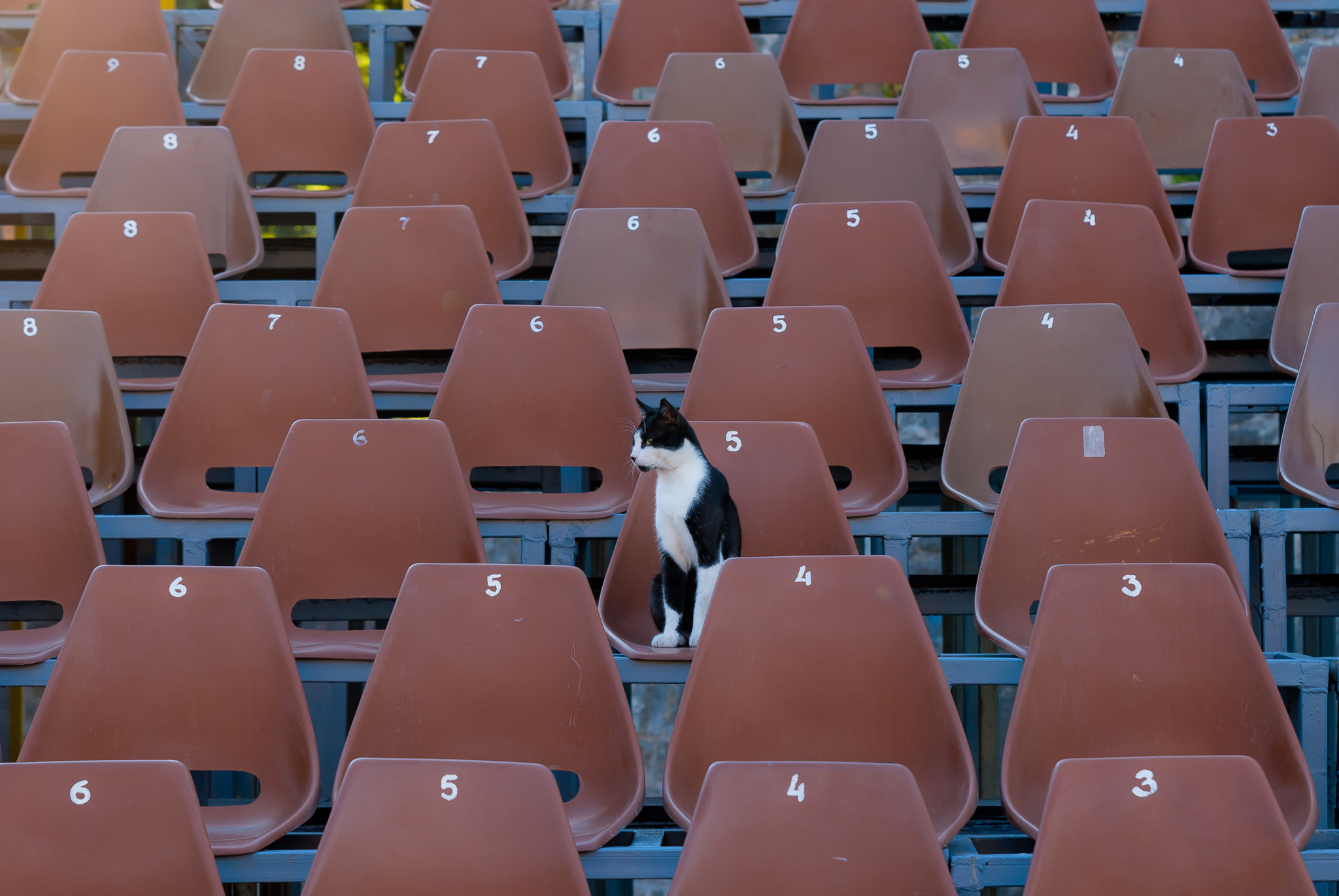 Sigma 70-200mm F2.8 EX DG Macro HSM II sample photo. Lone spectator photography