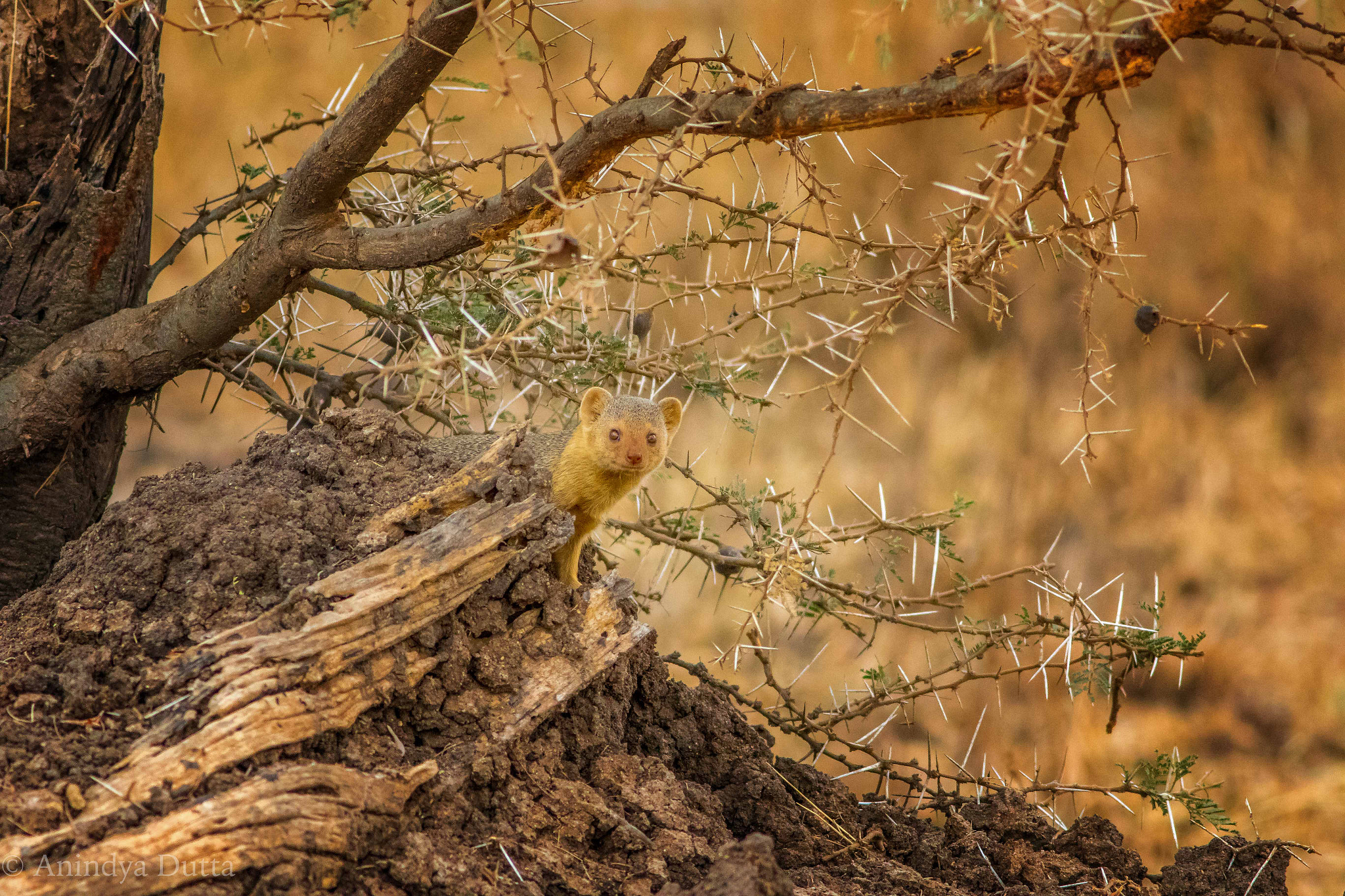 Canon EF 400mm F5.6L USM sample photo. Peek-a-boo photography