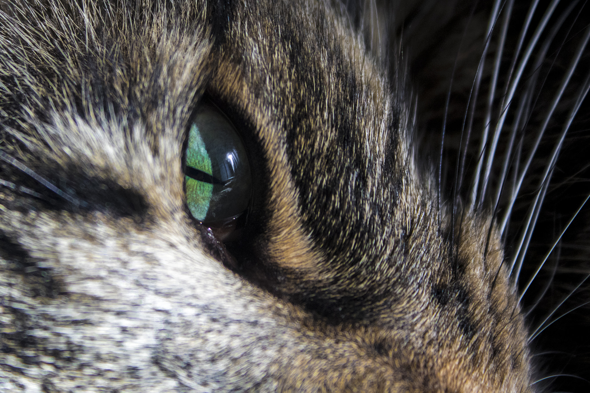 Canon EF-S 18-55mm F3.5-5.6 II sample photo. Eye wild shu... open photography