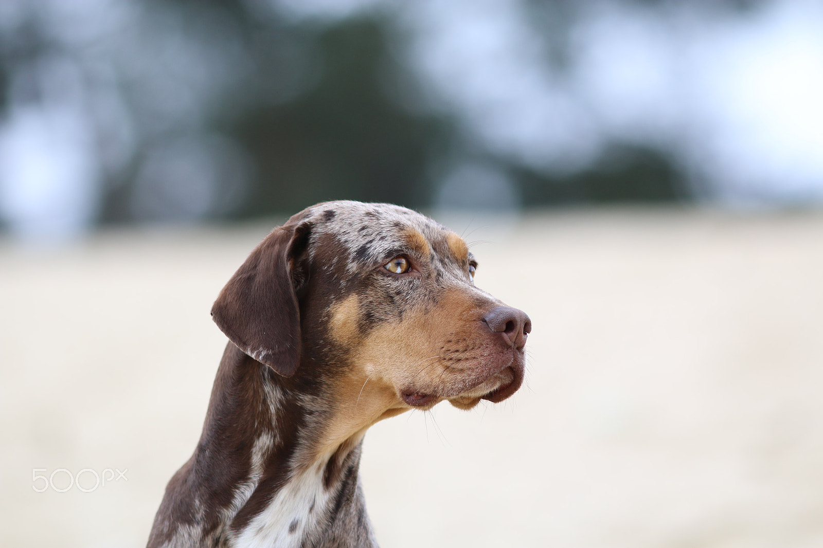 Canon EOS 70D + Canon EF 200mm F2.8L II USM sample photo. Am strand photography