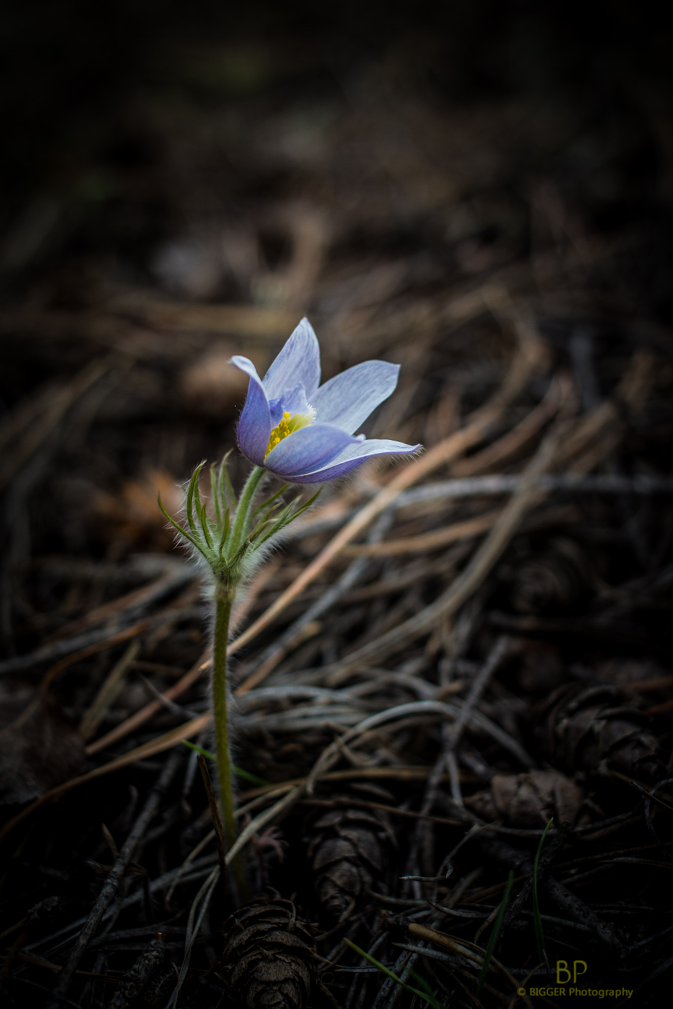 Samsung NX1000 + Samsung NX 30mm F2 Pancake sample photo. Terreyall flower photography