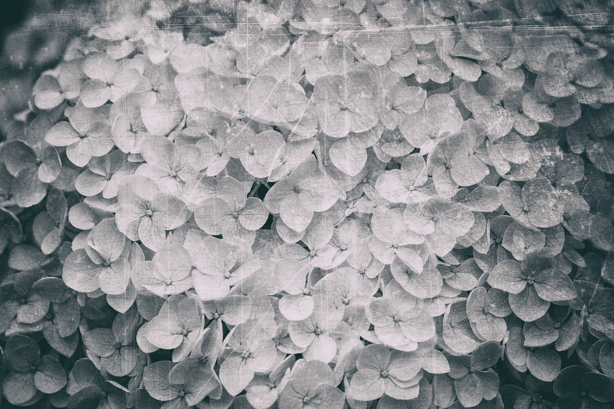 Nikon D7100 + AF Micro-Nikkor 105mm f/2.8 sample photo. Hortensia photography