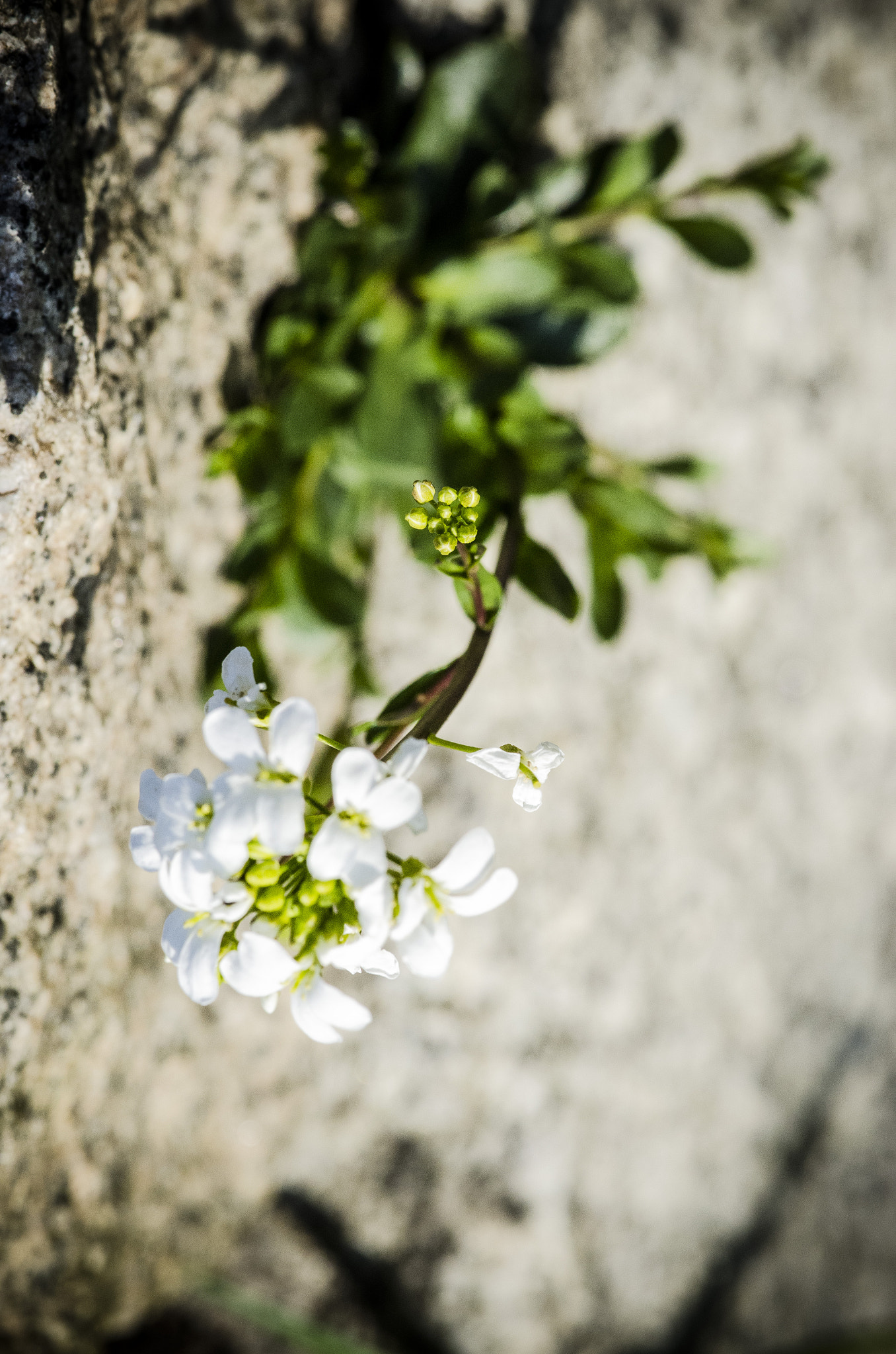 Nikon AF-S DX Micro-Nikkor 85mm F3.5G ED VR sample photo. On the rock photography