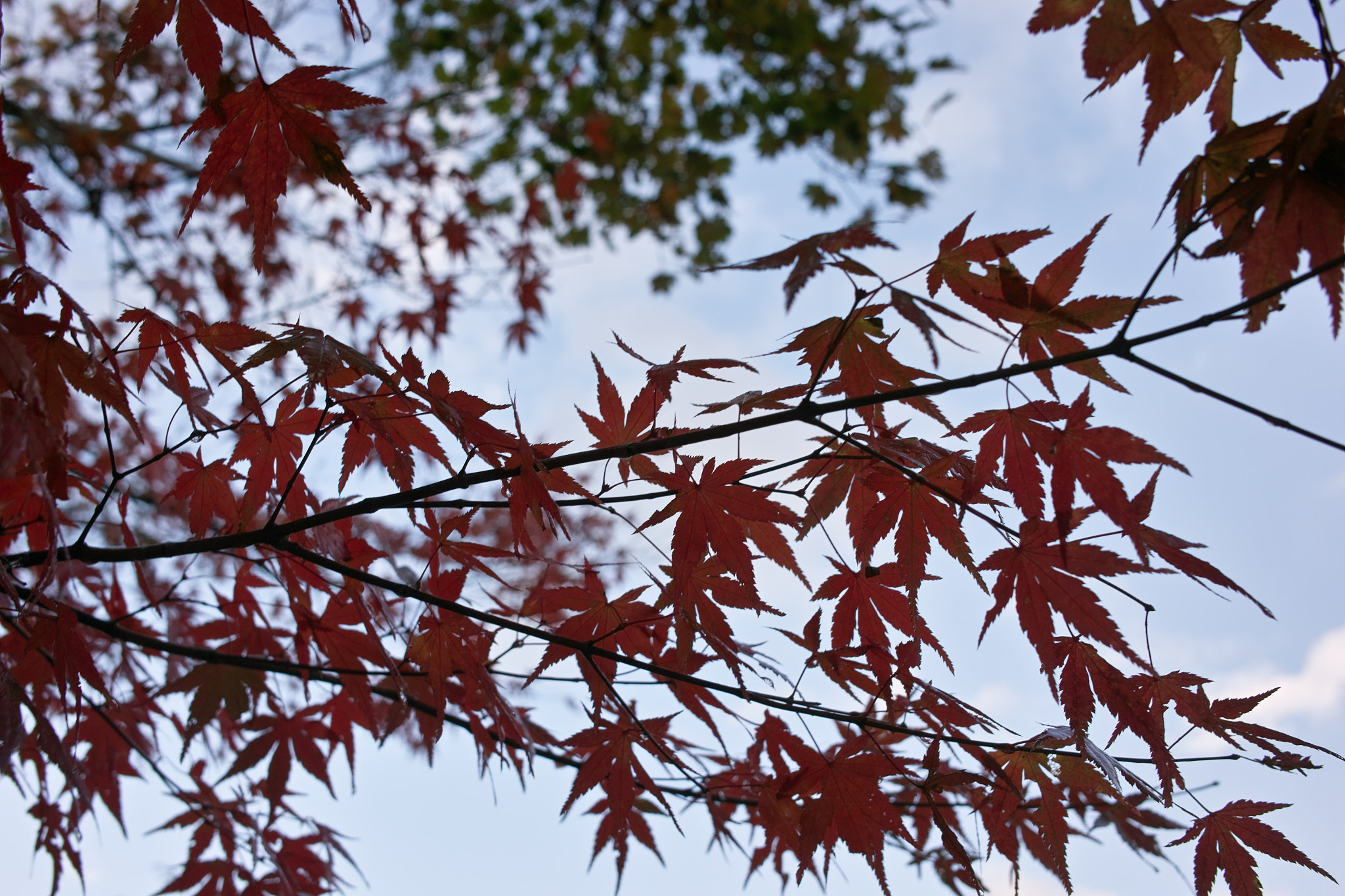 Sigma DP2x sample photo. Look up at the autumn leaves  紅葉を見上げる photography
