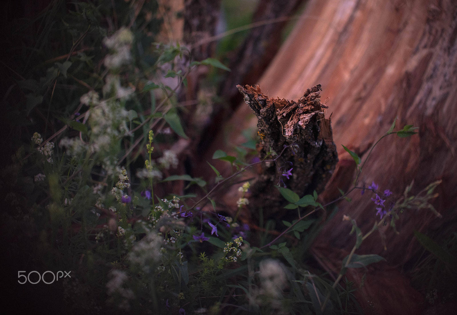 Nikon D610 + Sigma 50mm F1.4 EX DG HSM sample photo. Wood goblin photography