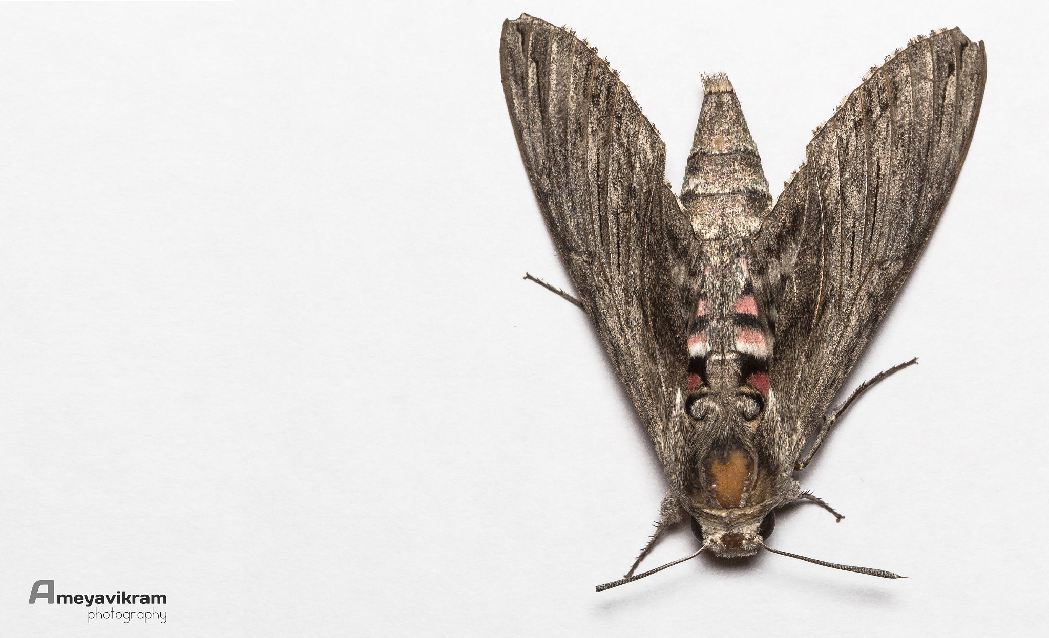 Canon EF 100mm F2.8 Macro USM sample photo. Moth photography