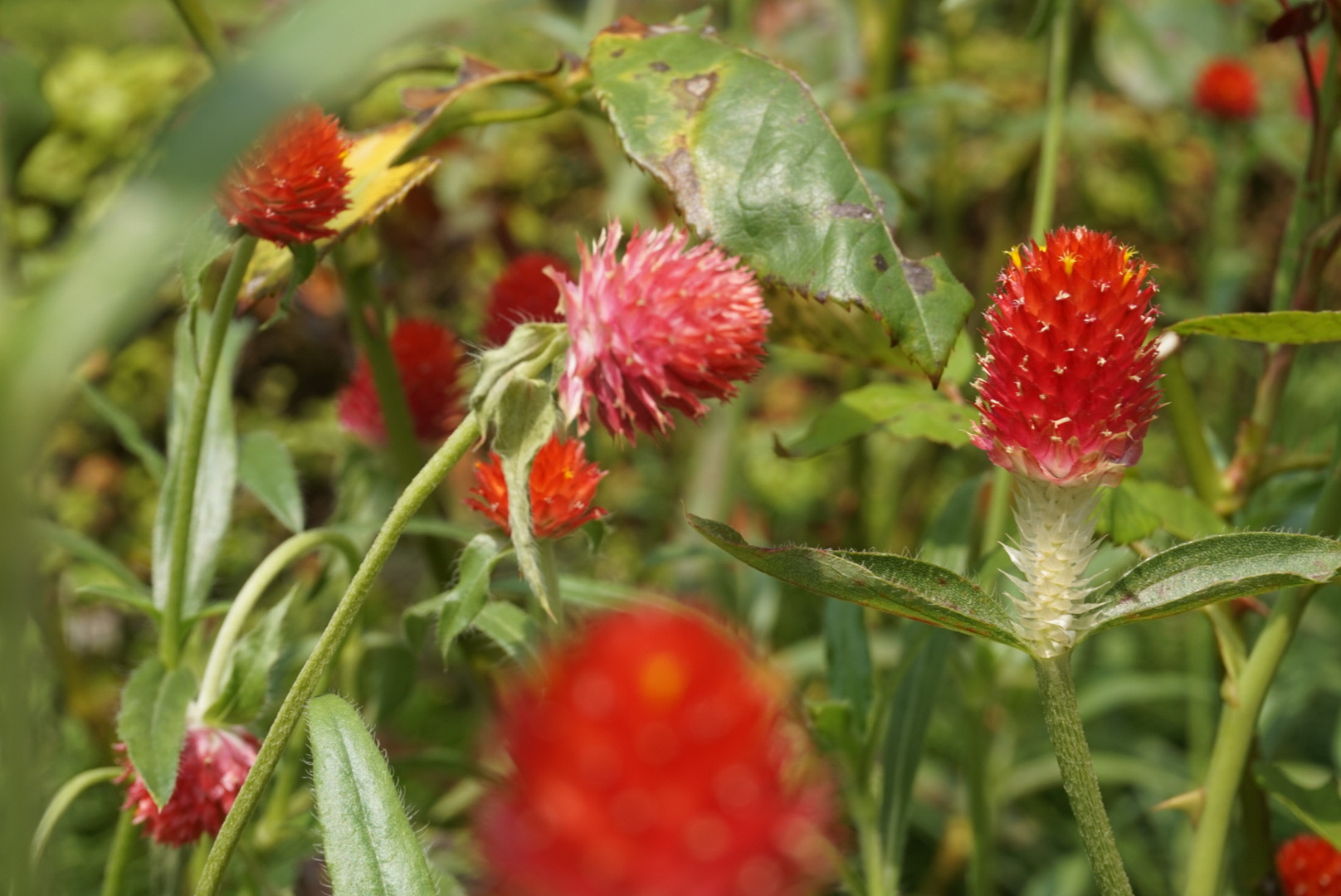 Sony Alpha QX1 sample photo