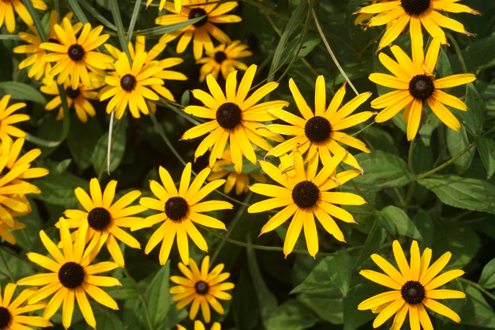 Sony Alpha QX1 sample photo. Flower  photography